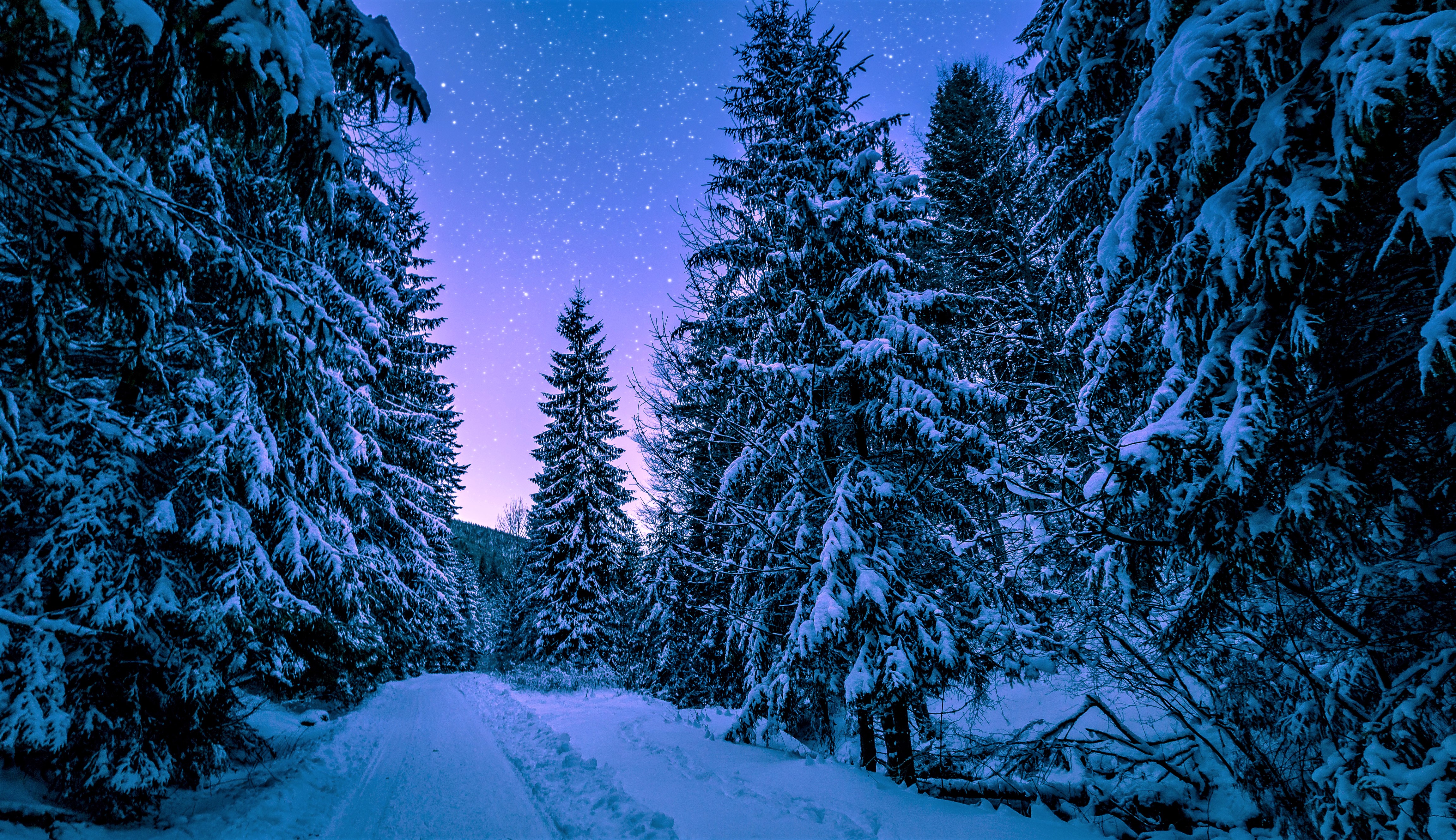 earth, winter, forest, night, pine, snow, starry sky, tree 32K