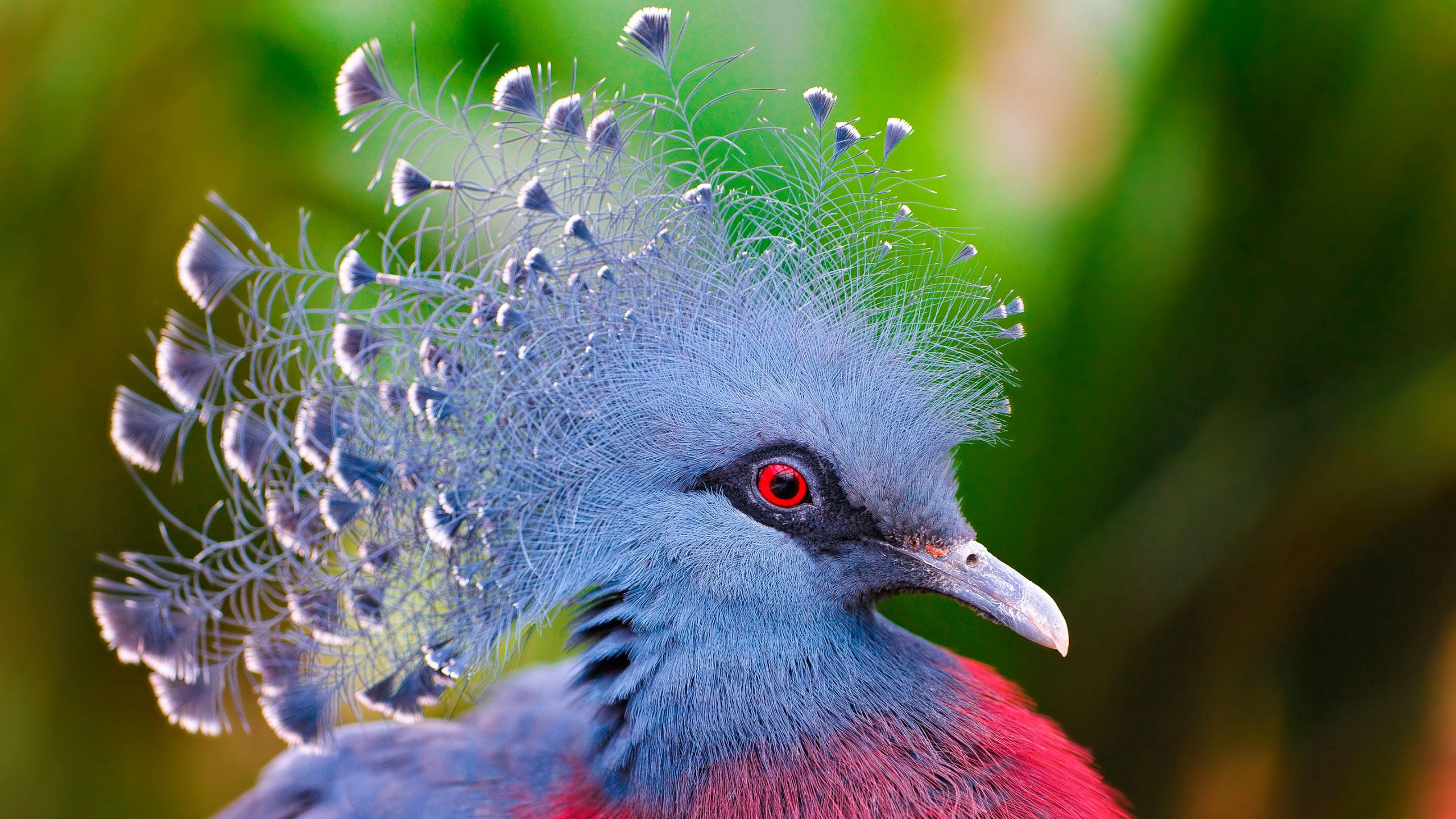 126784 скачать картинку животные, птица, перья, разноцветный, коронованный голубь - обои и заставки бесплатно