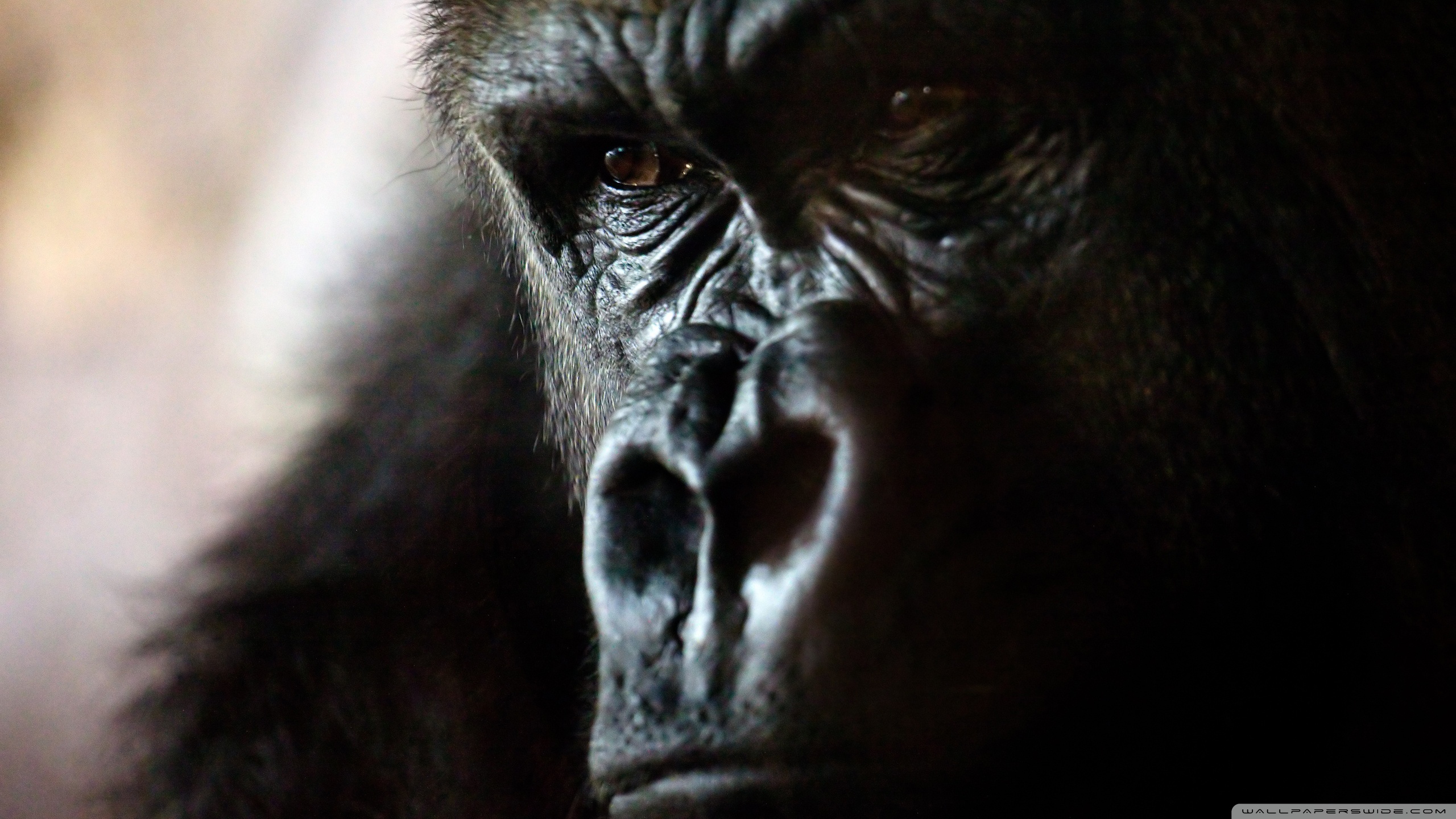 Baixe gratuitamente a imagem Animais, Macacos, Gorila na área de trabalho do seu PC