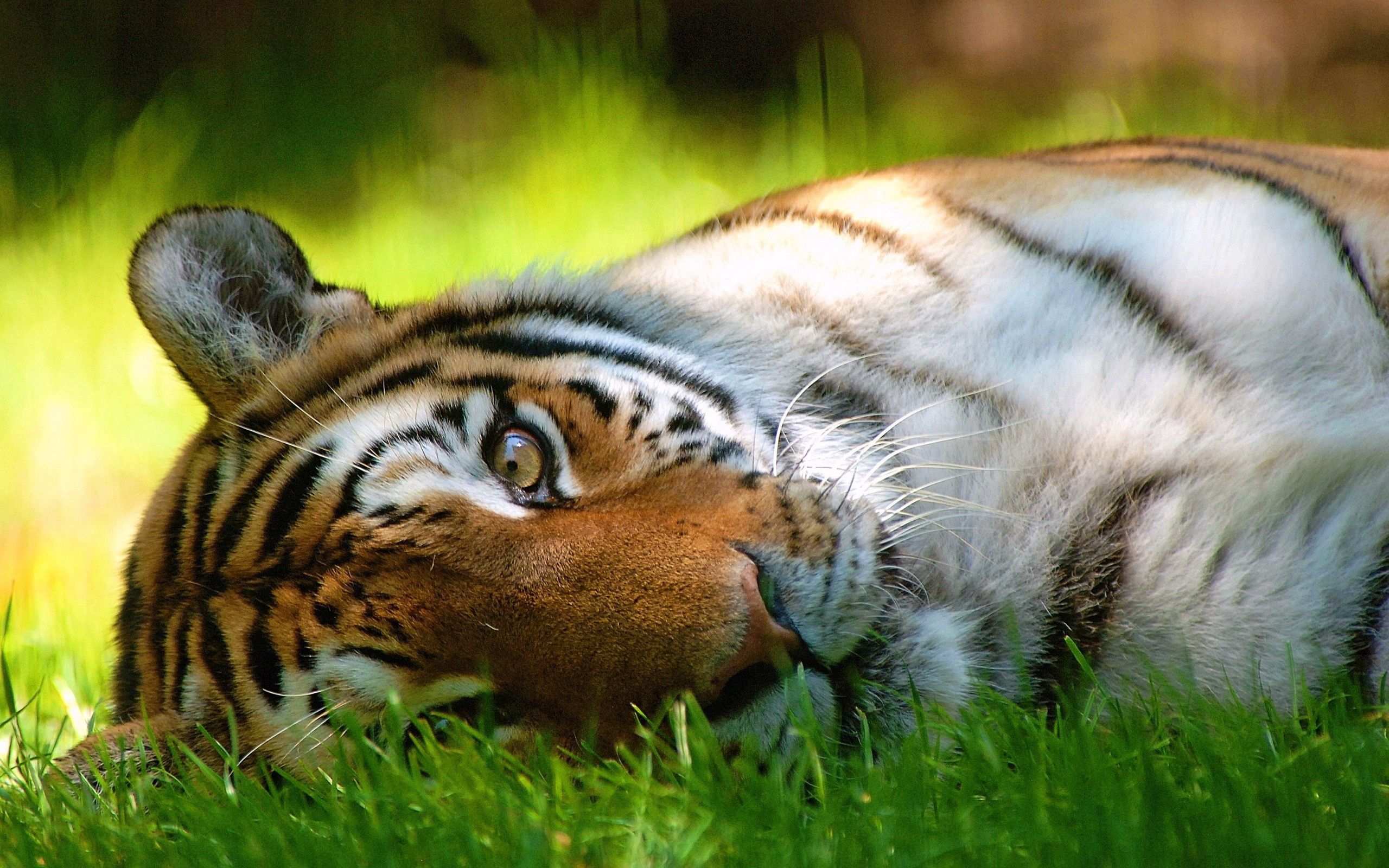 Free download wallpaper Grass, To Lie Down, Lie, Muzzle, Sight, Opinion, Animals, Tiger on your PC desktop