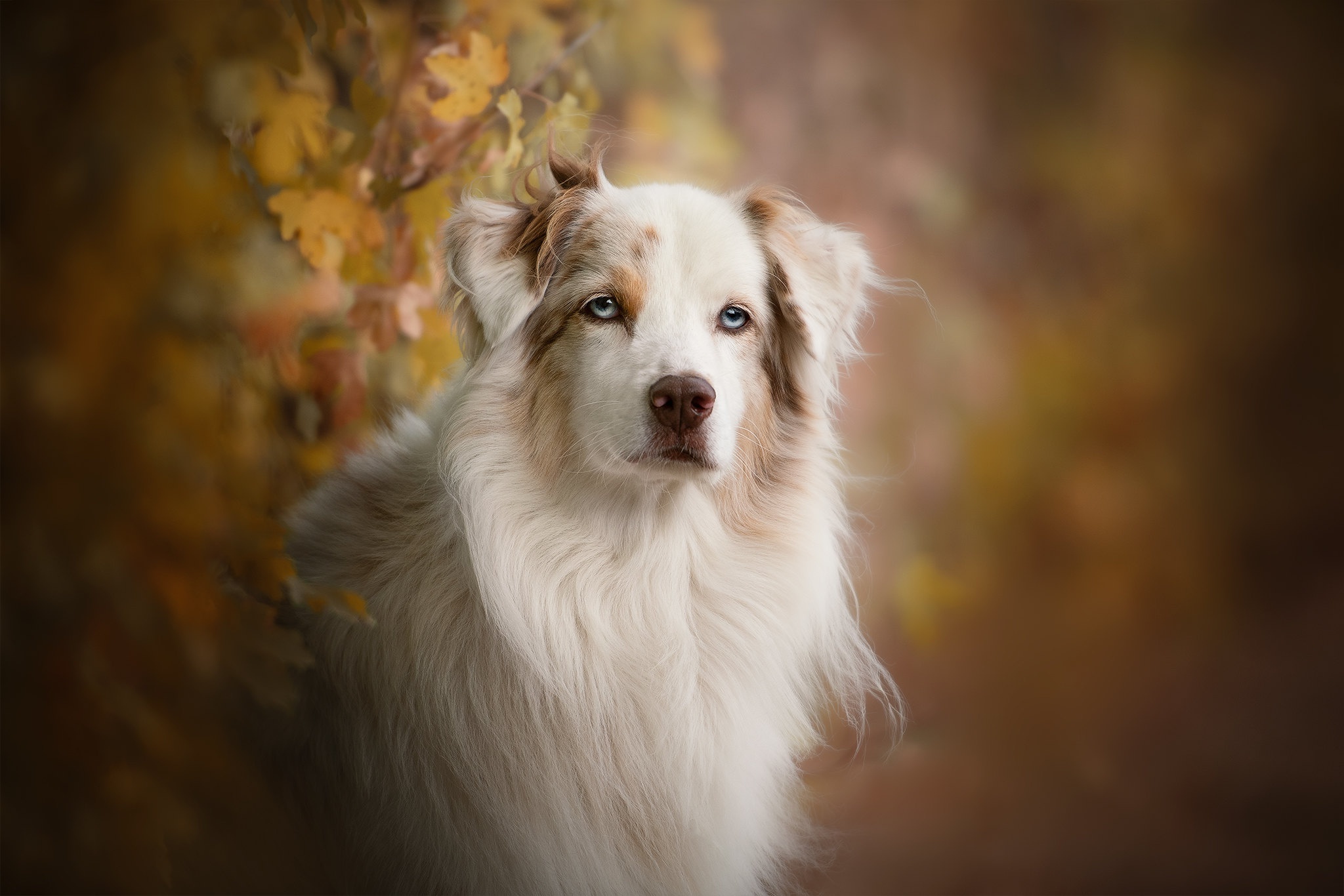 Free download wallpaper Dogs, Dog, Animal, Australian Shepherd, Depth Of Field on your PC desktop