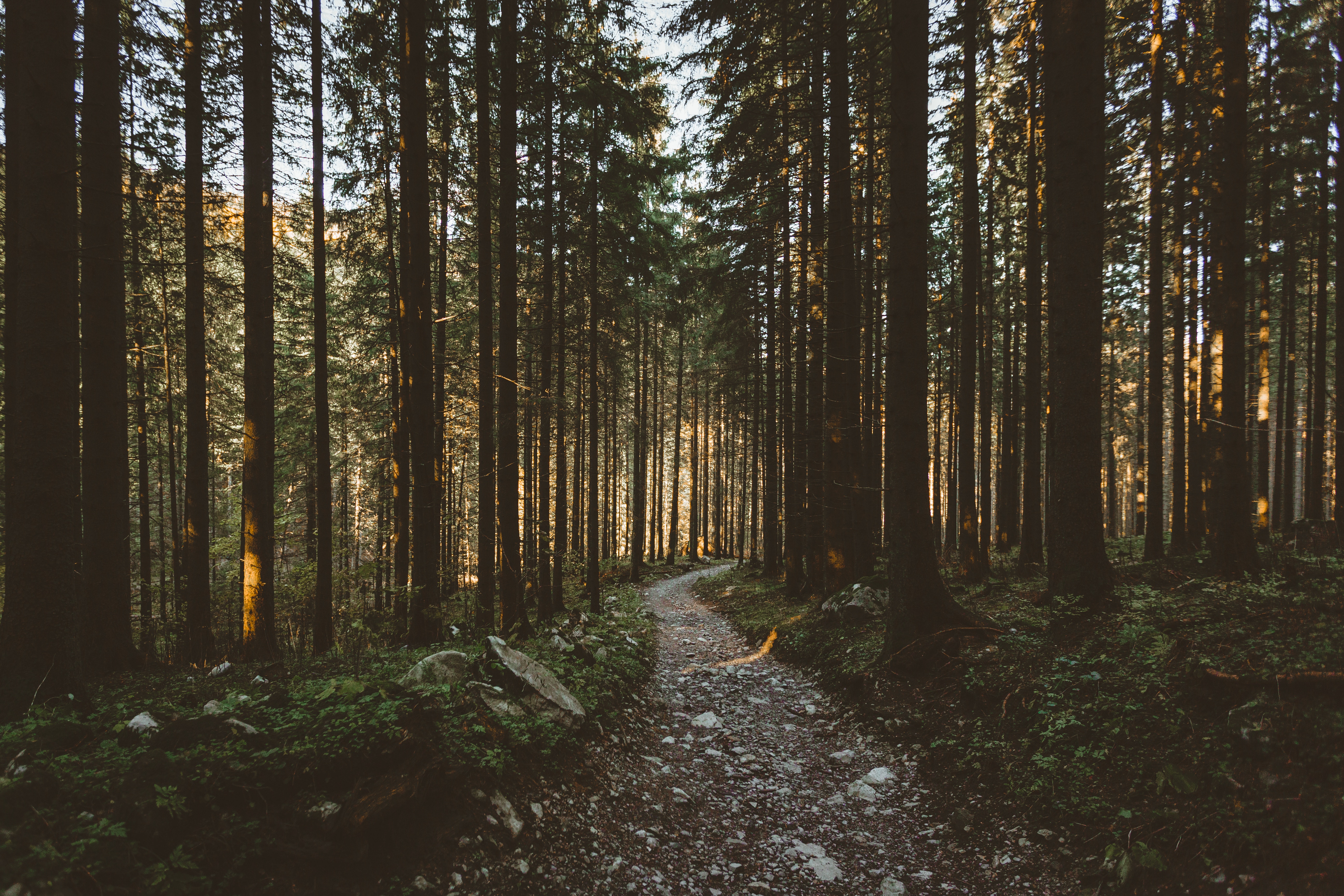 Download mobile wallpaper Path, Forest, Sunlight, Nature, Trees for free.