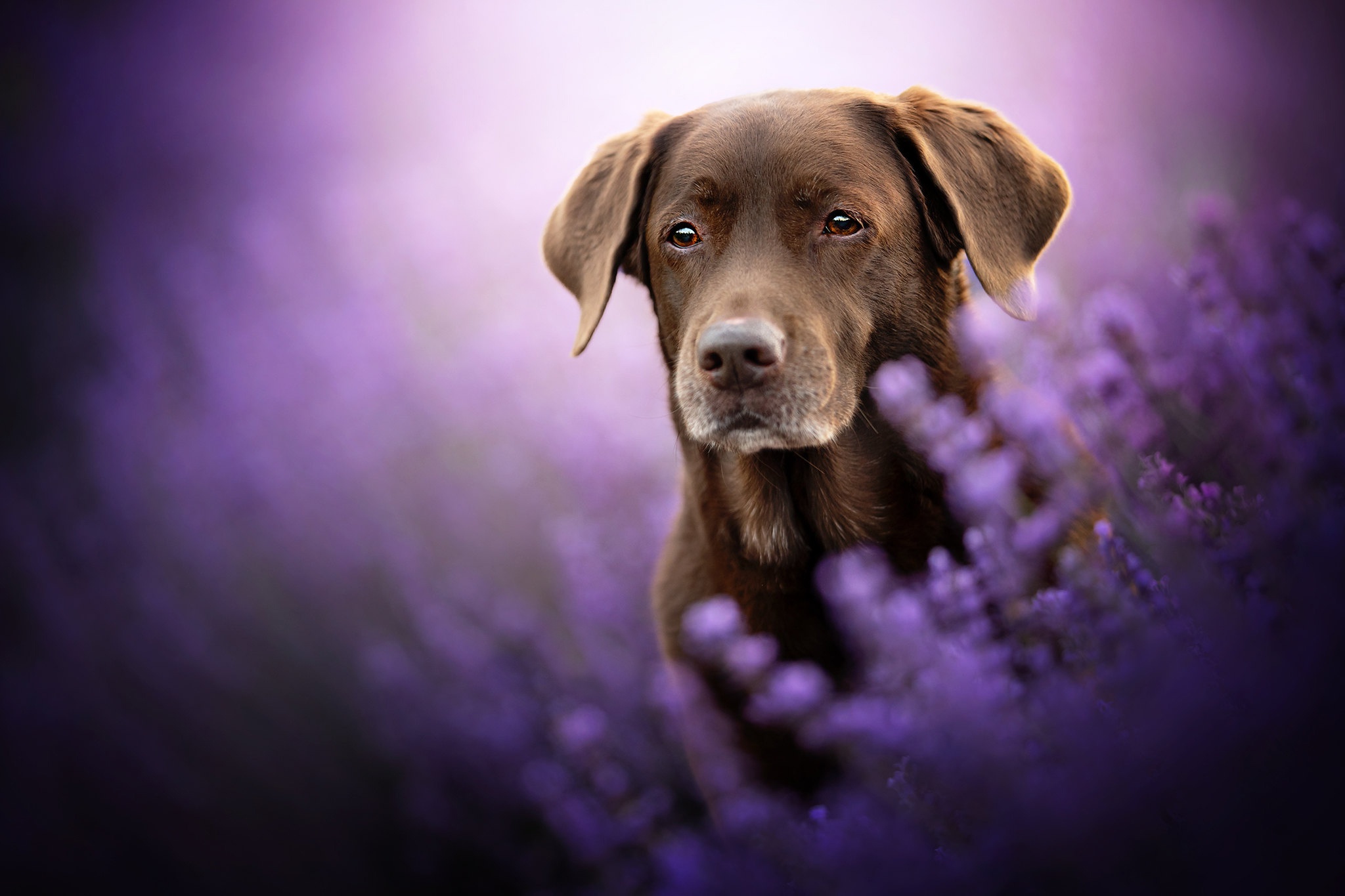 Download mobile wallpaper Dogs, Flower, Dog, Animal, Lavender, Labrador Retriever for free.