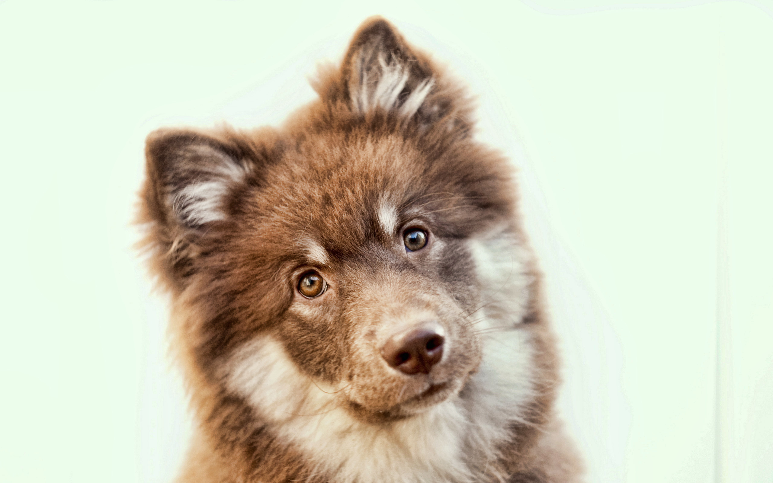 Téléchargez gratuitement l'image Animaux, Chiens, Chien sur le bureau de votre PC