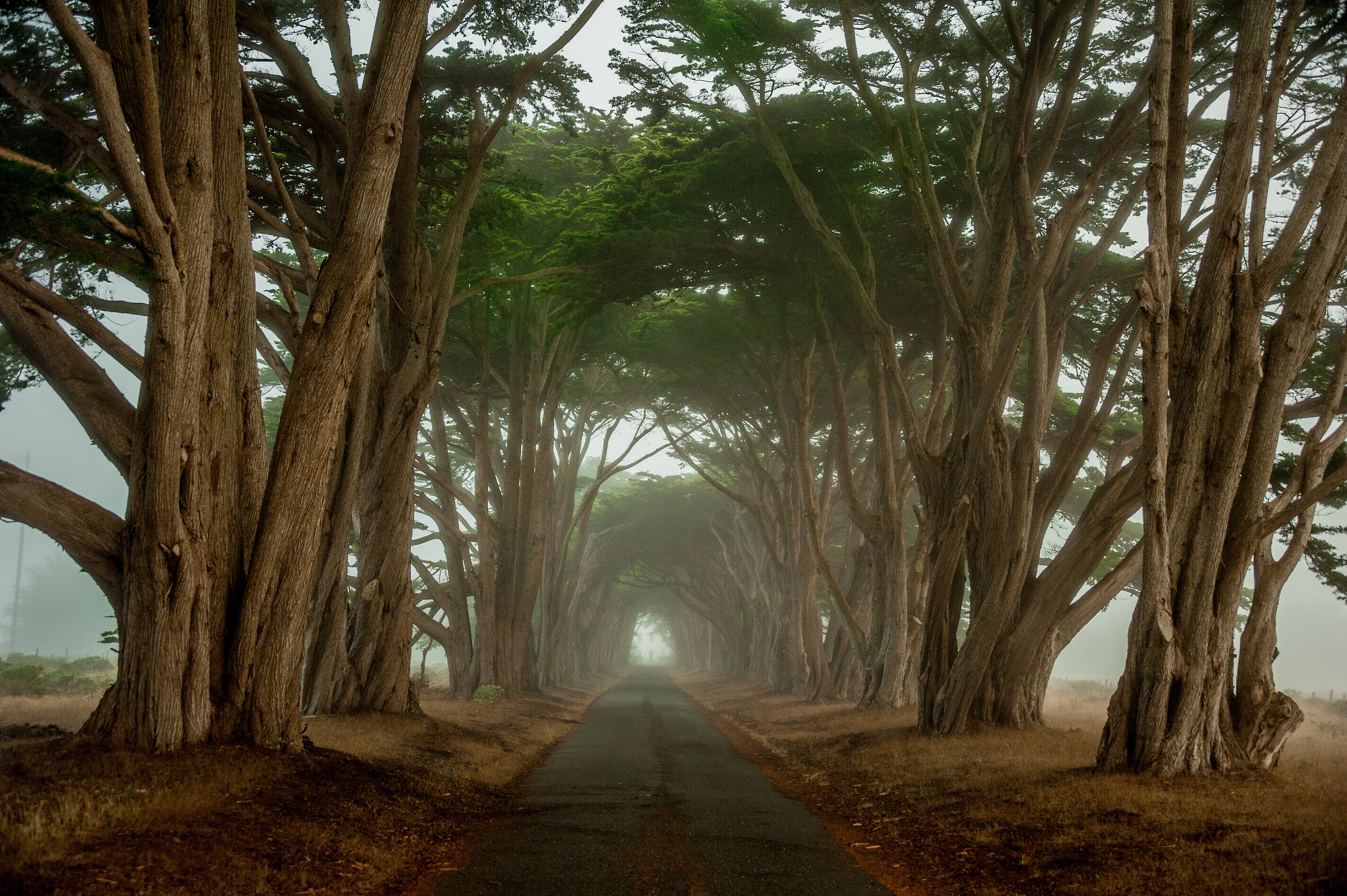Free download wallpaper Road, Tree, Fog, Man Made on your PC desktop