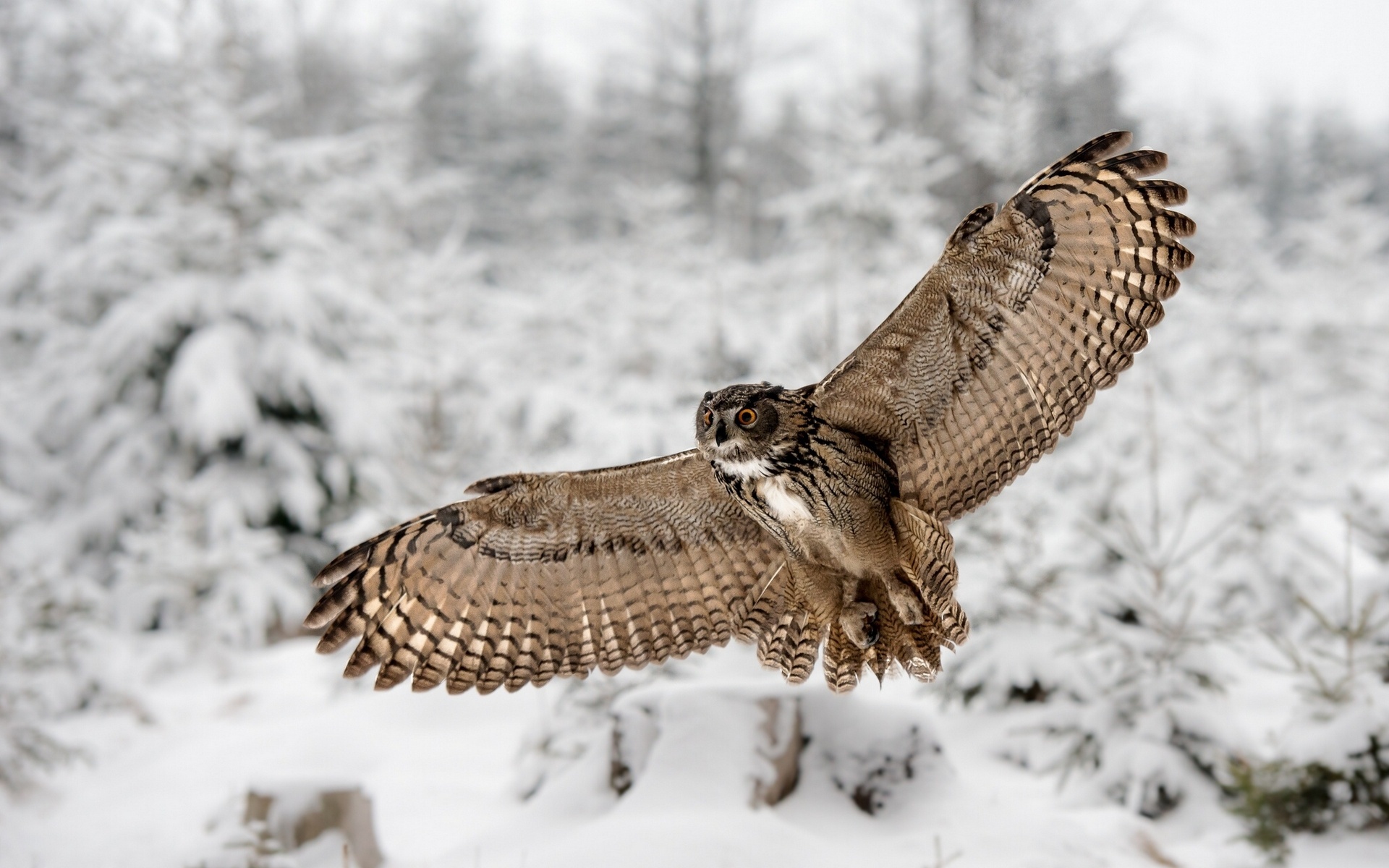 Téléchargez des papiers peints mobile Hibou, Des Oiseaux, Animaux gratuitement.