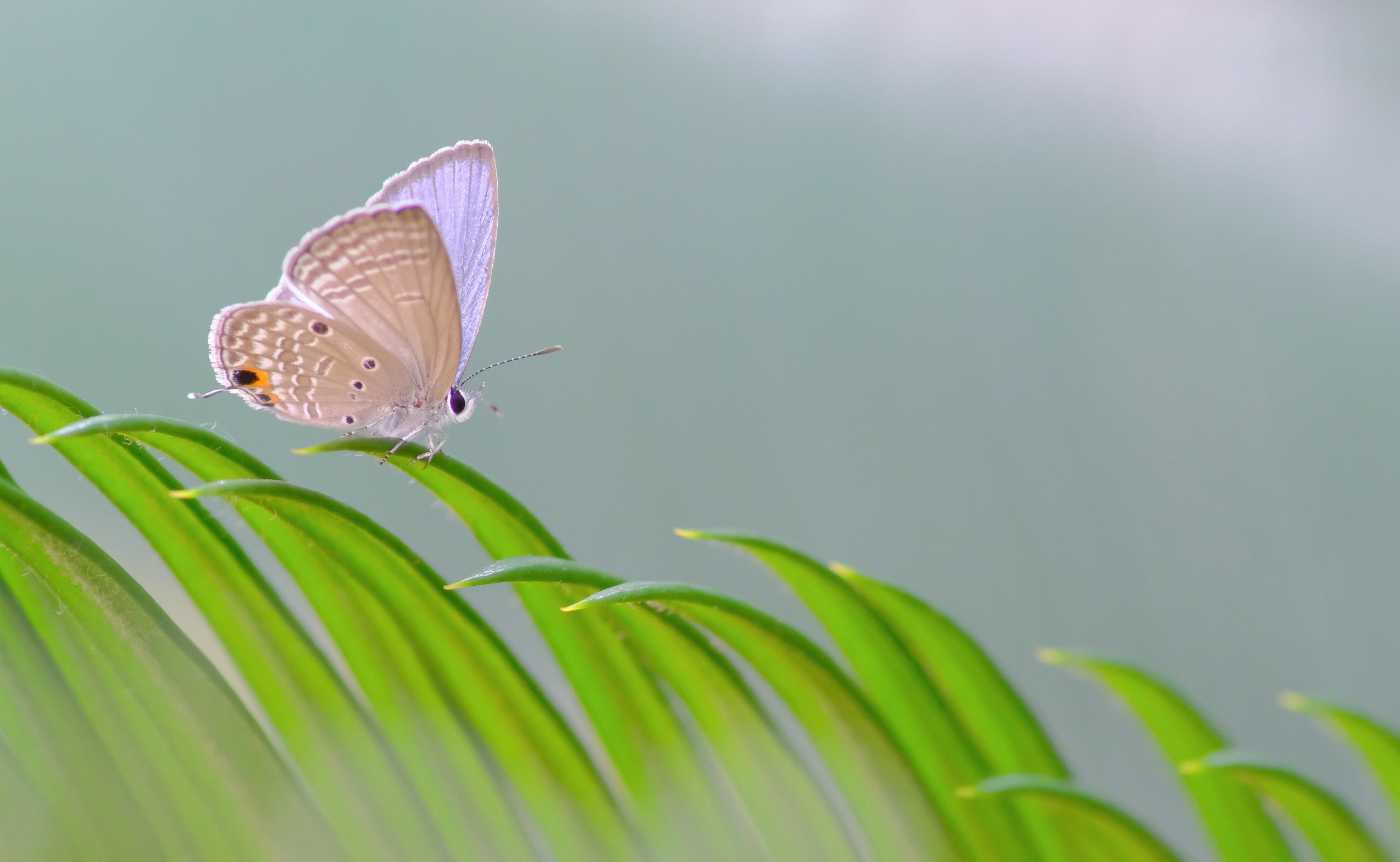 無料モバイル壁紙動物, 蝶, 大きい, 虫をダウンロードします。