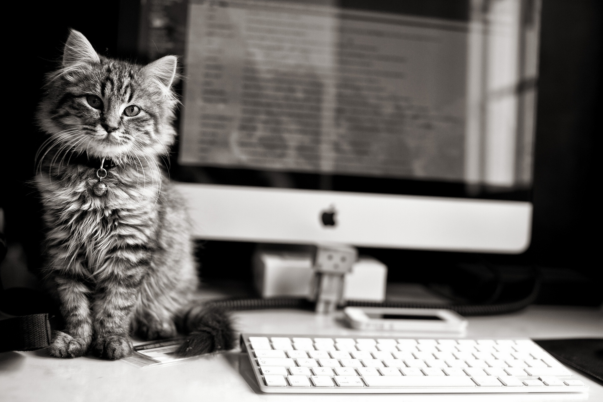 124576画像をダウンロードアップル, 動物, ネコ, 猫, キティ, 子猫, bw, chb, コンピュータ, キーボード, マック-壁紙とスクリーンセーバーを無料で