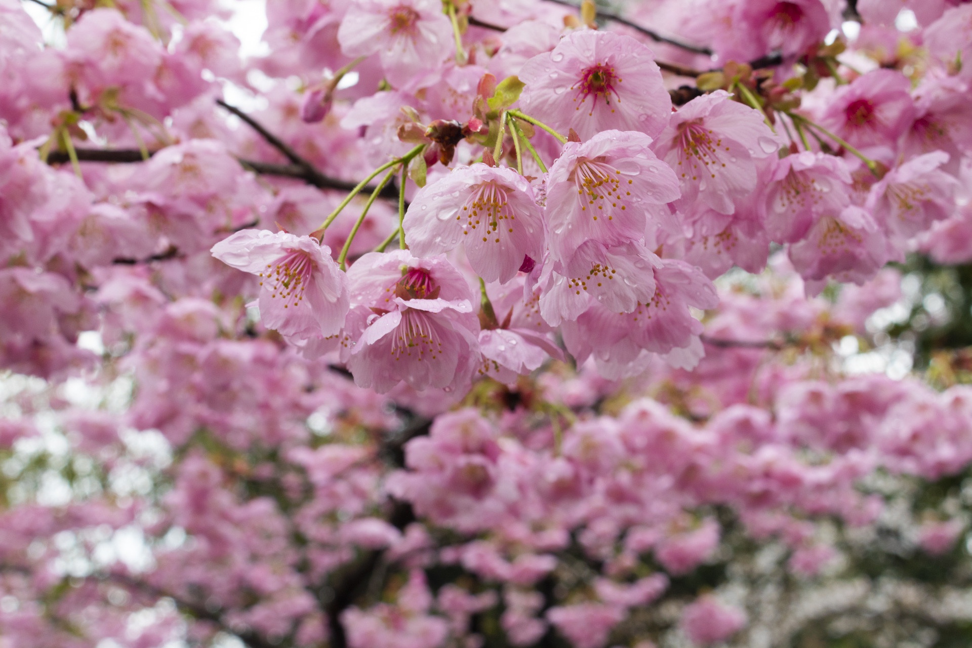 Baixar papel de parede para celular de Sakura, Floração, Terra/natureza gratuito.