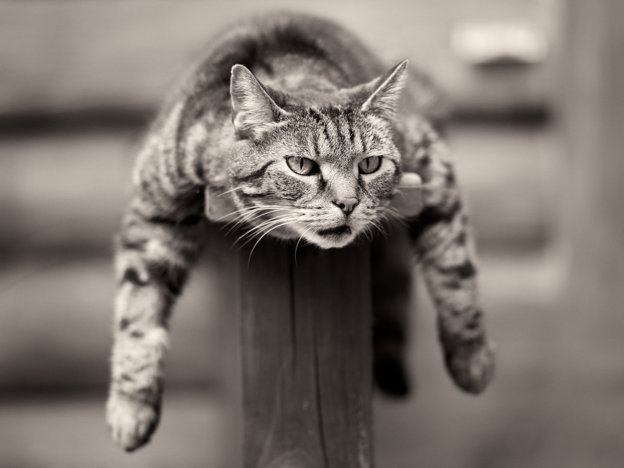 Download mobile wallpaper Cats, Cat, Animal, Face, Black & White for free.