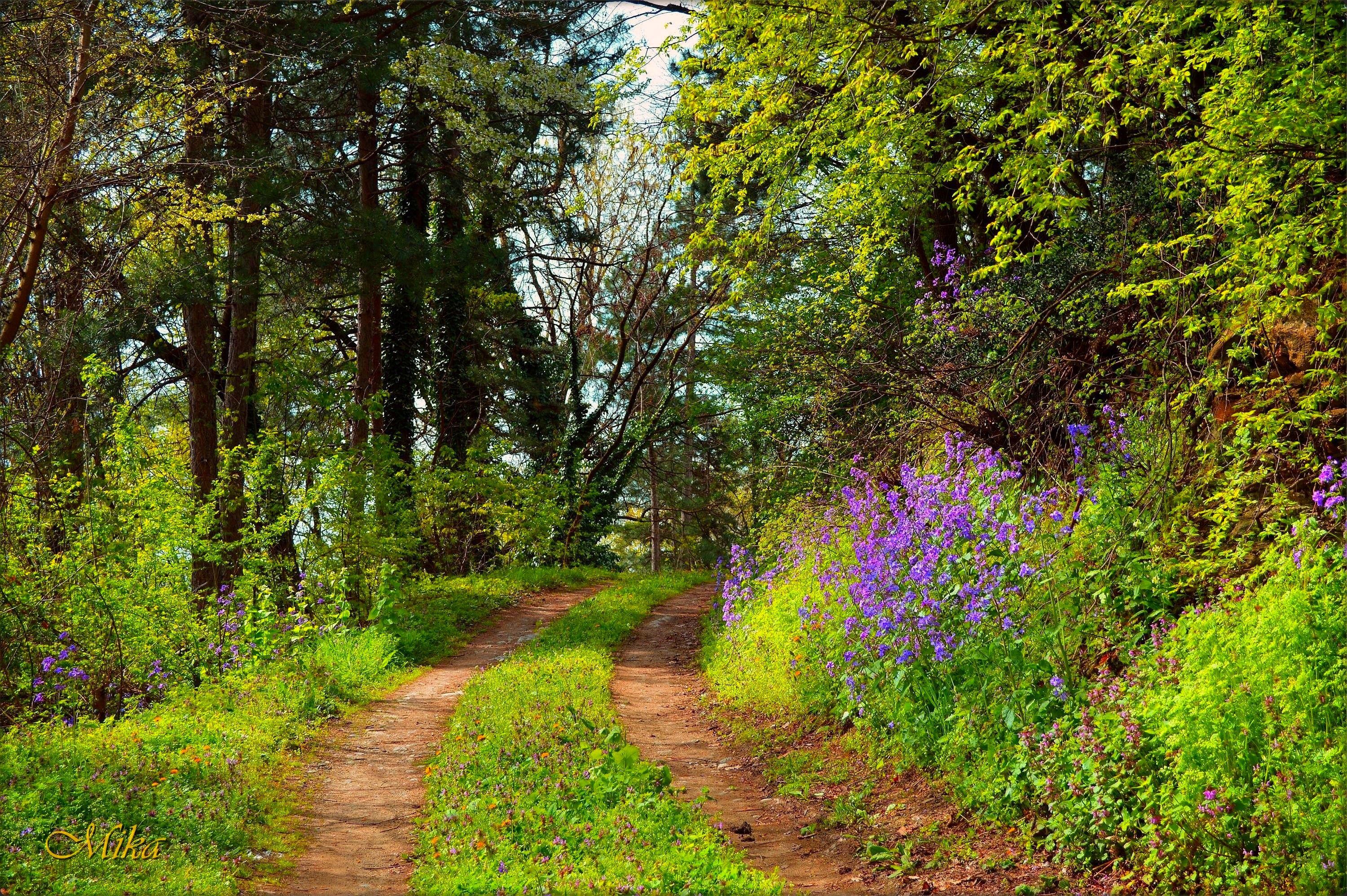 Free download wallpaper Flower, Forest, Path, Man Made on your PC desktop