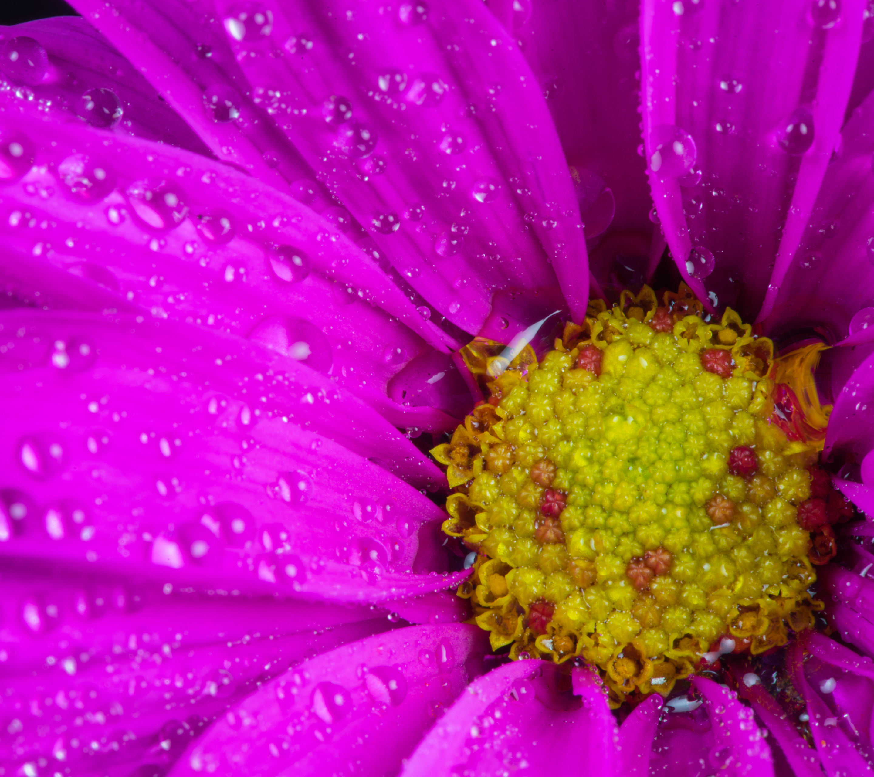 Handy-Wallpaper Blumen, Blume, Nahansicht, Wassertropfen, Erde/natur, Pinke Blume kostenlos herunterladen.