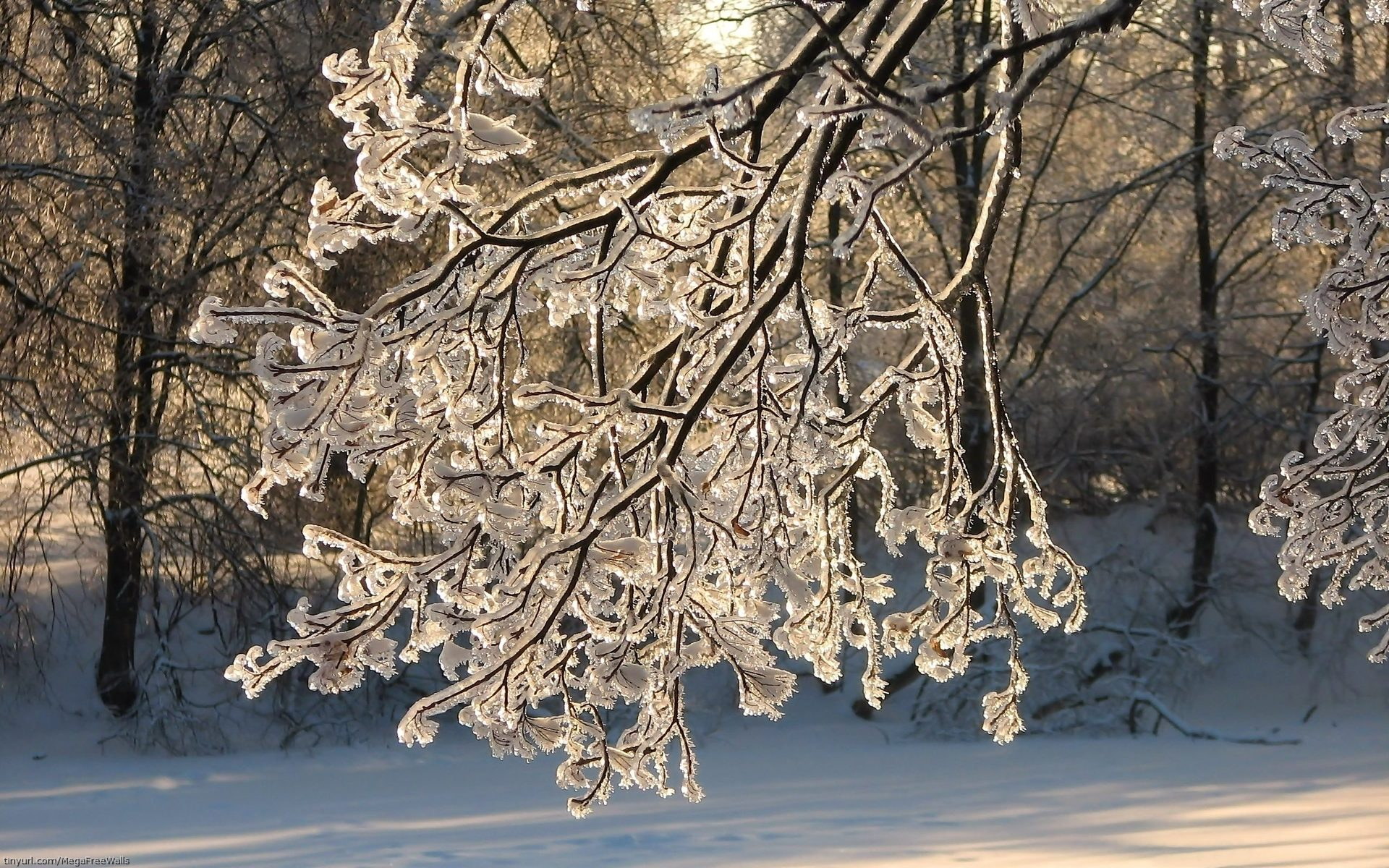 Скачать картинку Зима, Снег, Дерево, Лёд, Земля/природа в телефон бесплатно.