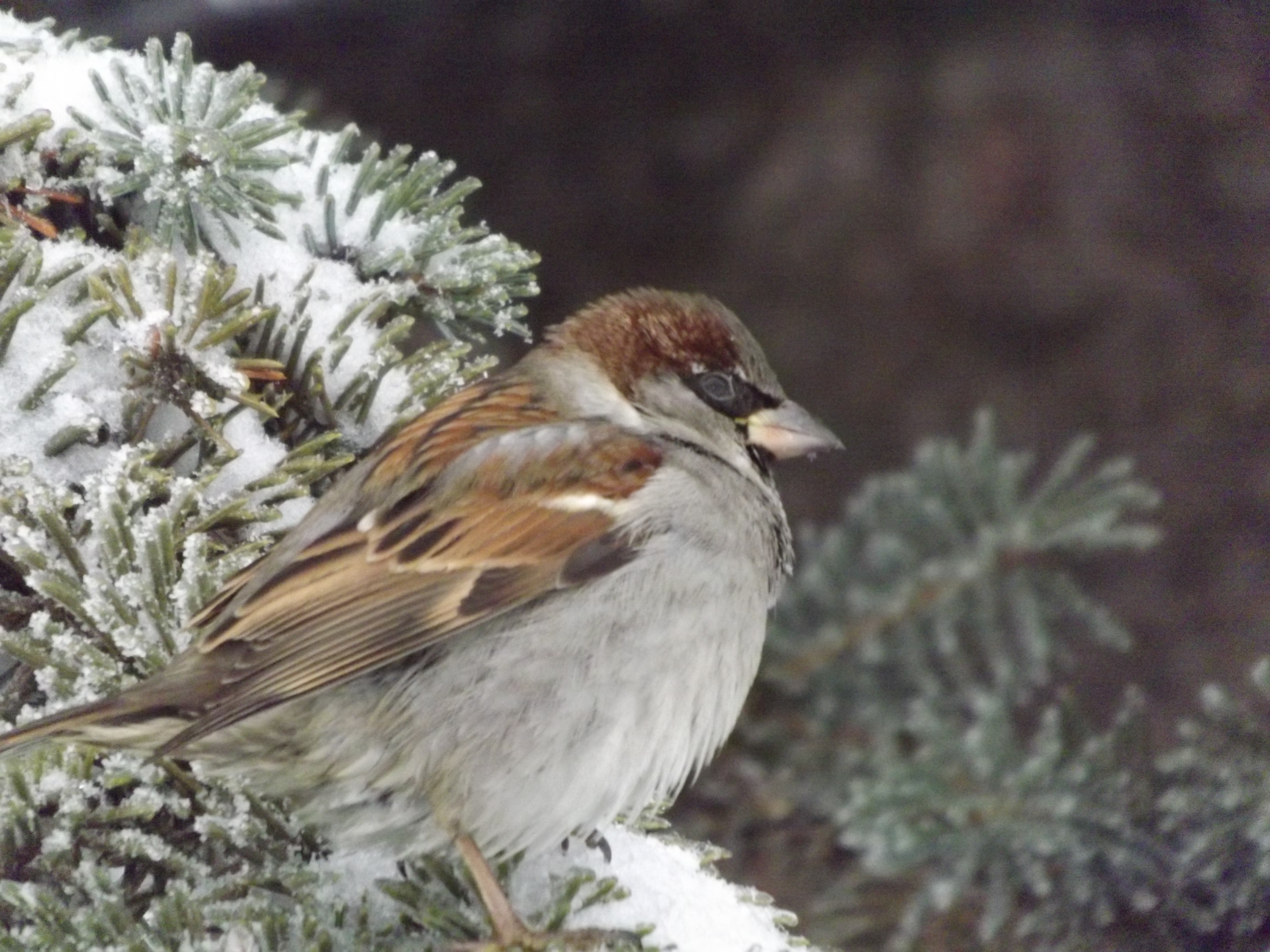 PCデスクトップに動物, 鳥画像を無料でダウンロード