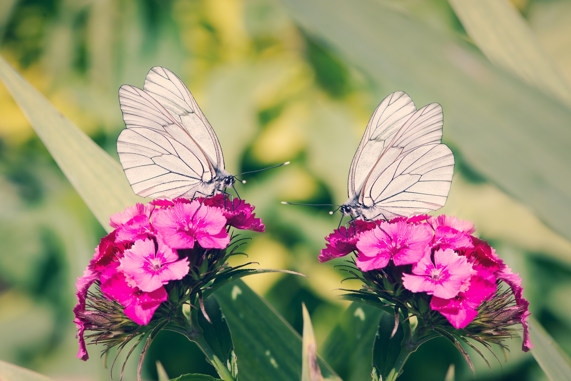 Download mobile wallpaper Flower, Close Up, Butterfly, Animal, Carnation, Pink Flower, Dianthus for free.
