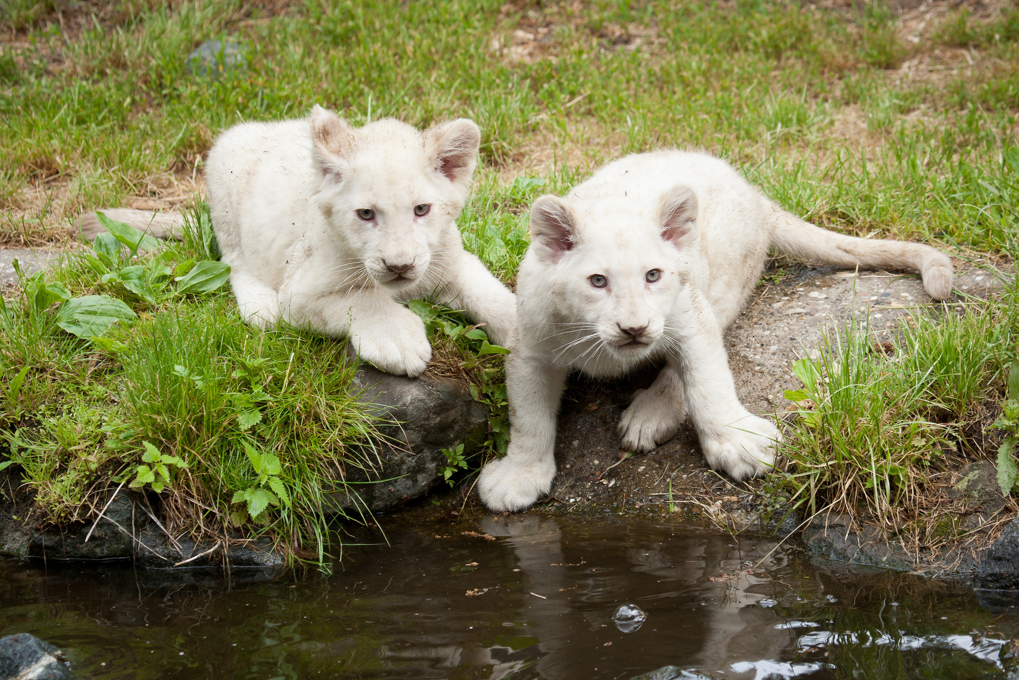 599033壁紙のダウンロード動物, ホワイトライオン, 赤ちゃん動物, ライオン-スクリーンセーバーと写真を無料で