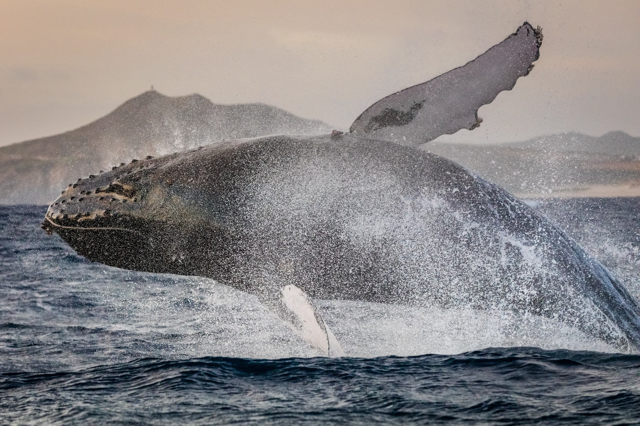 817854 скачать обои животные, кит, нарушение, морская жизнь, всплеск - заставки и картинки бесплатно