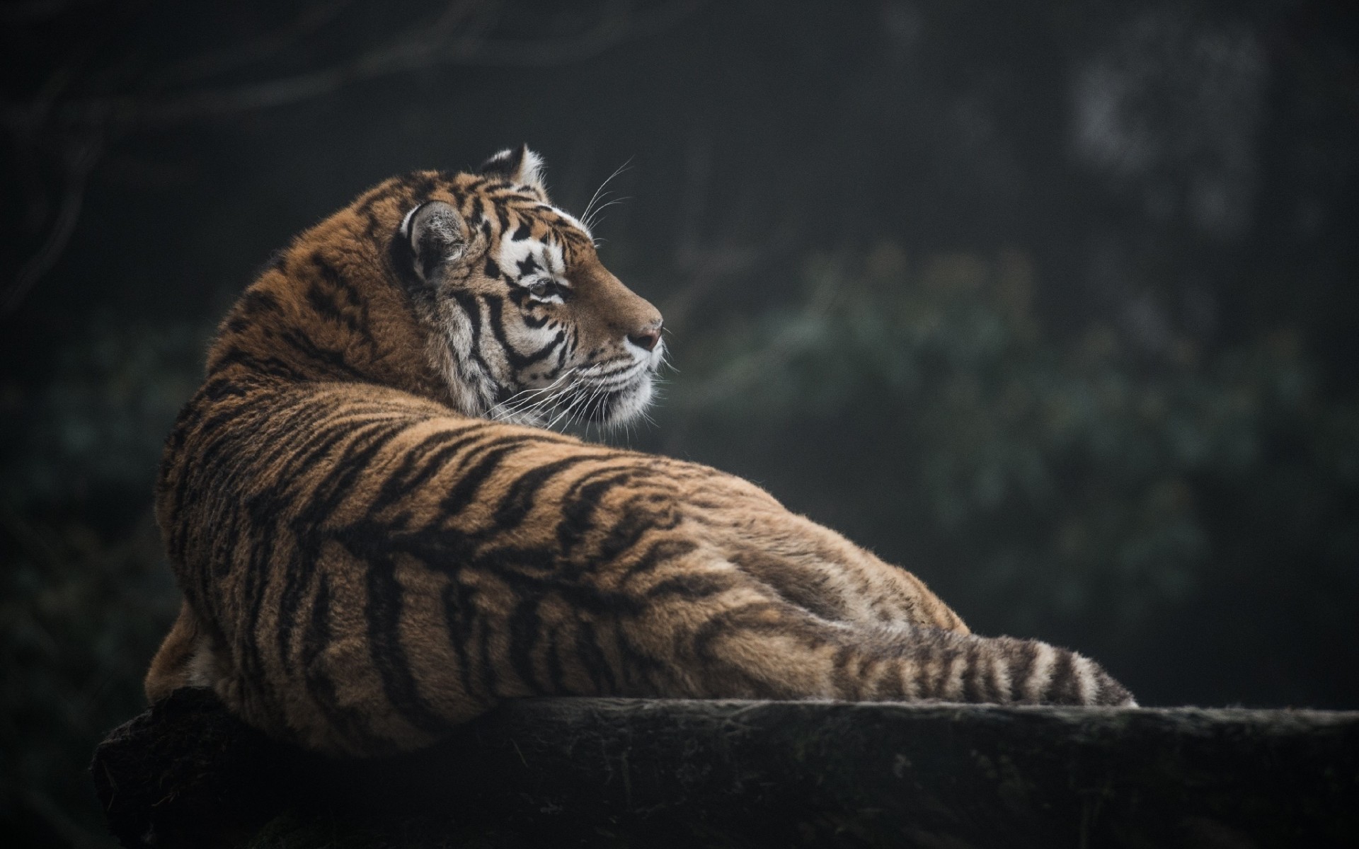 Téléchargez gratuitement l'image Chats, Animaux, Tigre sur le bureau de votre PC