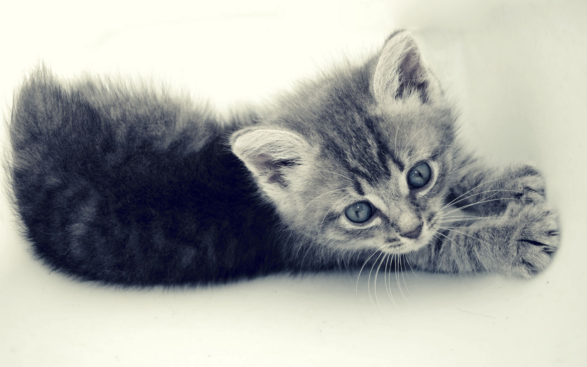 Download mobile wallpaper Cat, Animal for free.