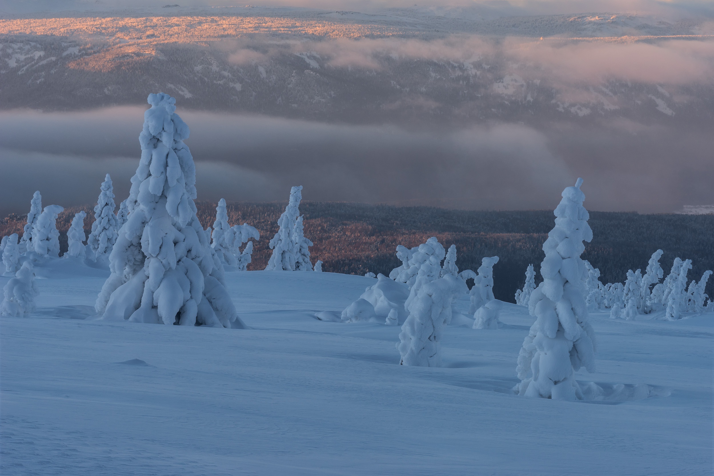 PCデスクトップに冬, 自然, 雪, 地球, スプルース画像を無料でダウンロード