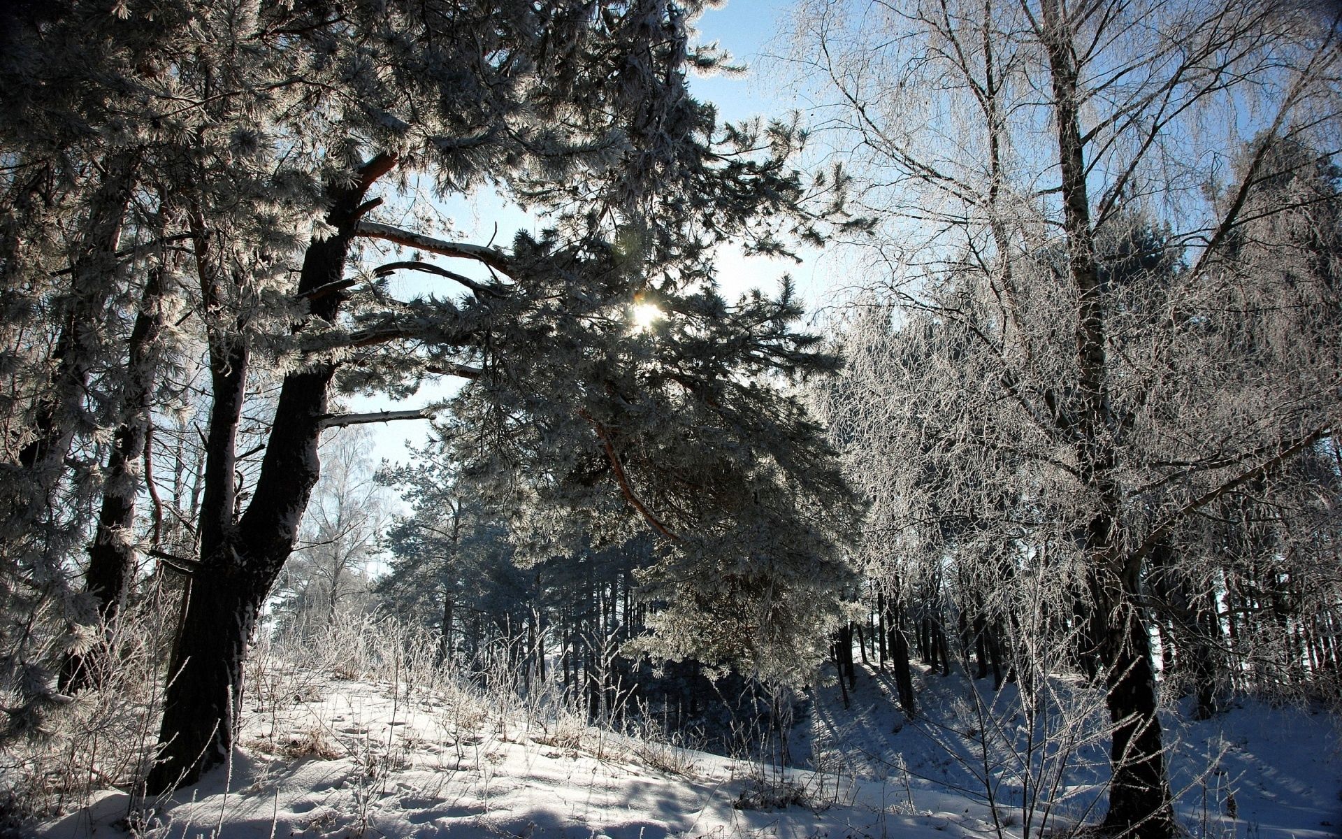 winter, nature, trees, sun, snow, fairy tale, shadow, frost, hoarfrost, story