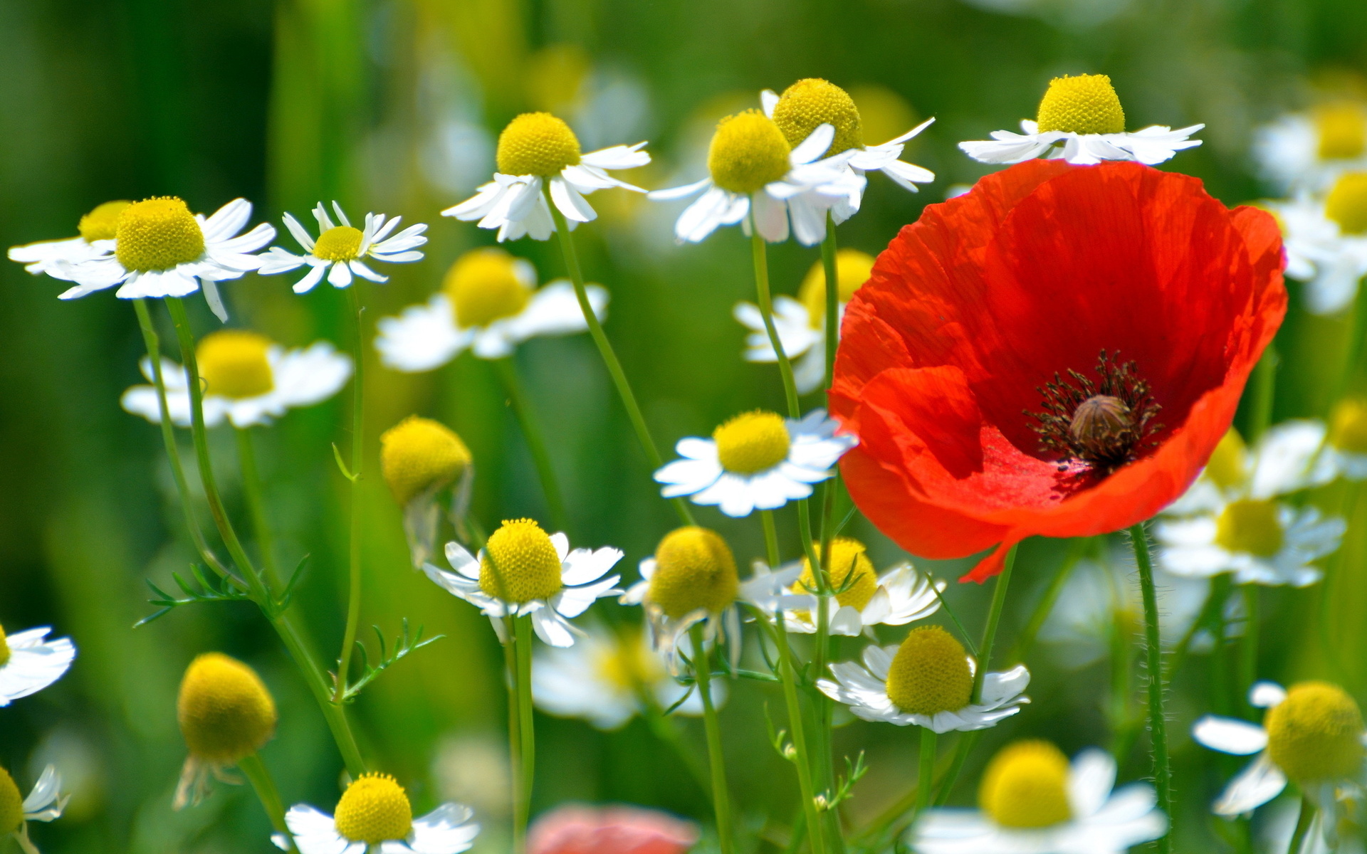 Laden Sie das Blume, Erde/natur-Bild kostenlos auf Ihren PC-Desktop herunter