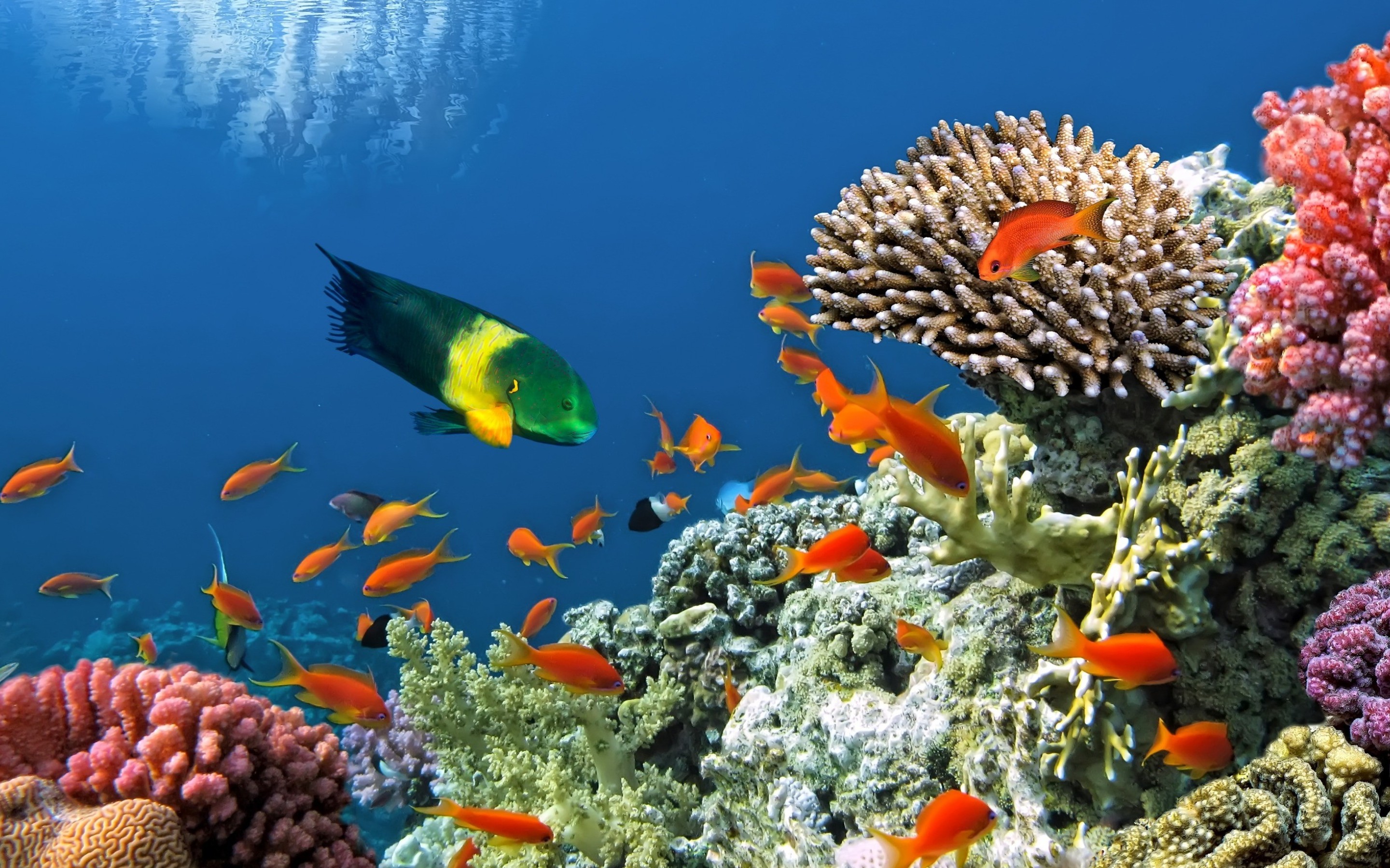 349216 Hintergrundbild herunterladen korallenriff, tiere, fisch, unterwasser, fische - Bildschirmschoner und Bilder kostenlos
