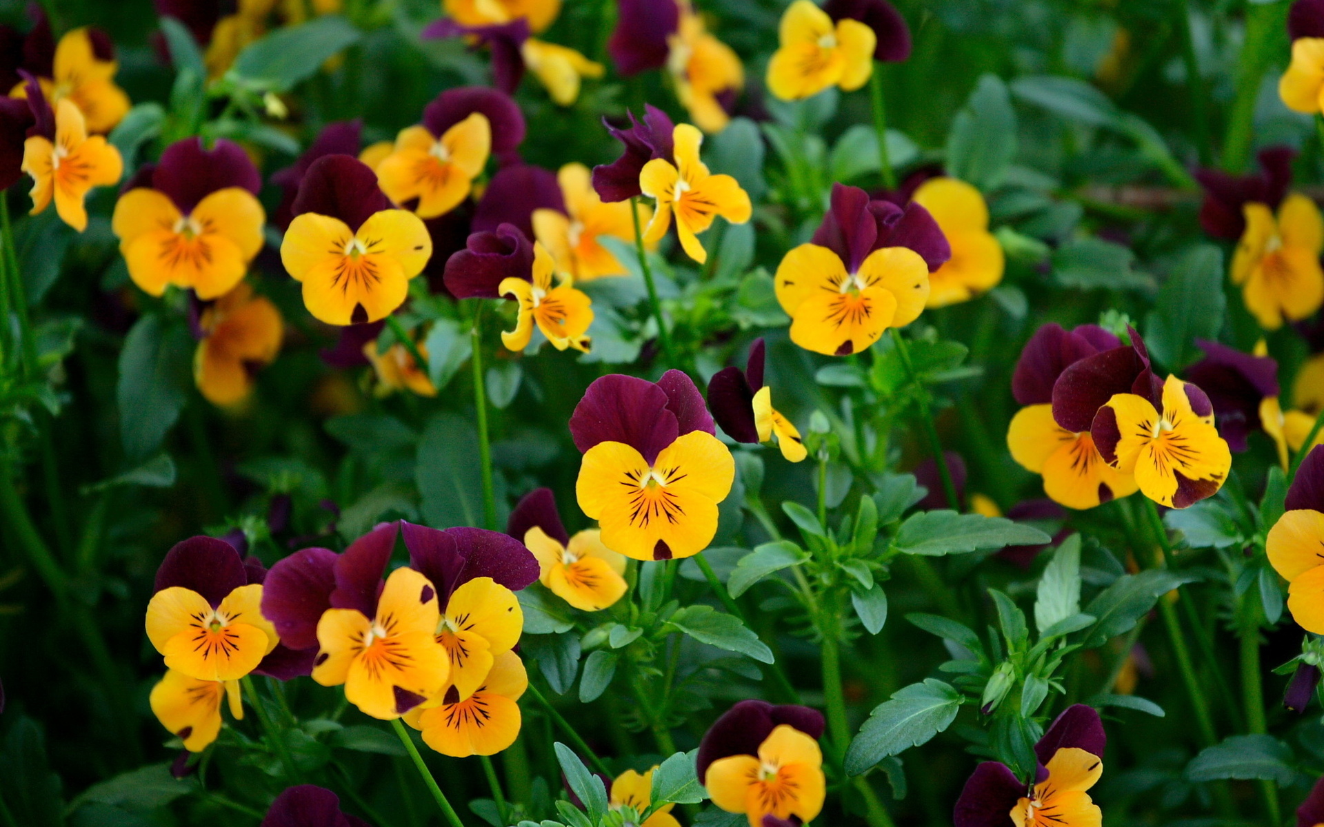 Descarga gratis la imagen Flores, Flor, Tierra/naturaleza, Viola × Wittrockiana en el escritorio de tu PC