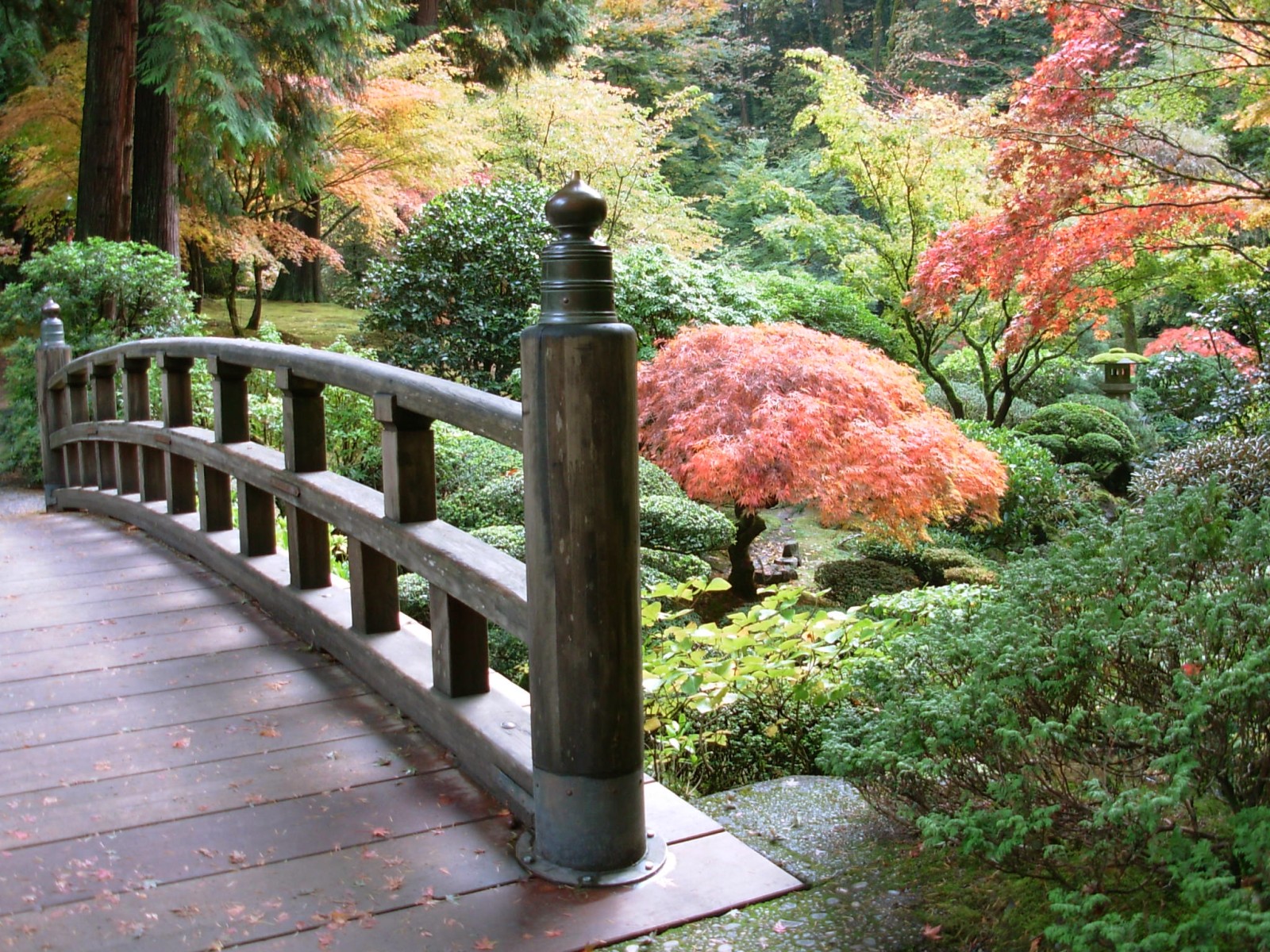 garden, japan, man made, bridge, tree, bridges