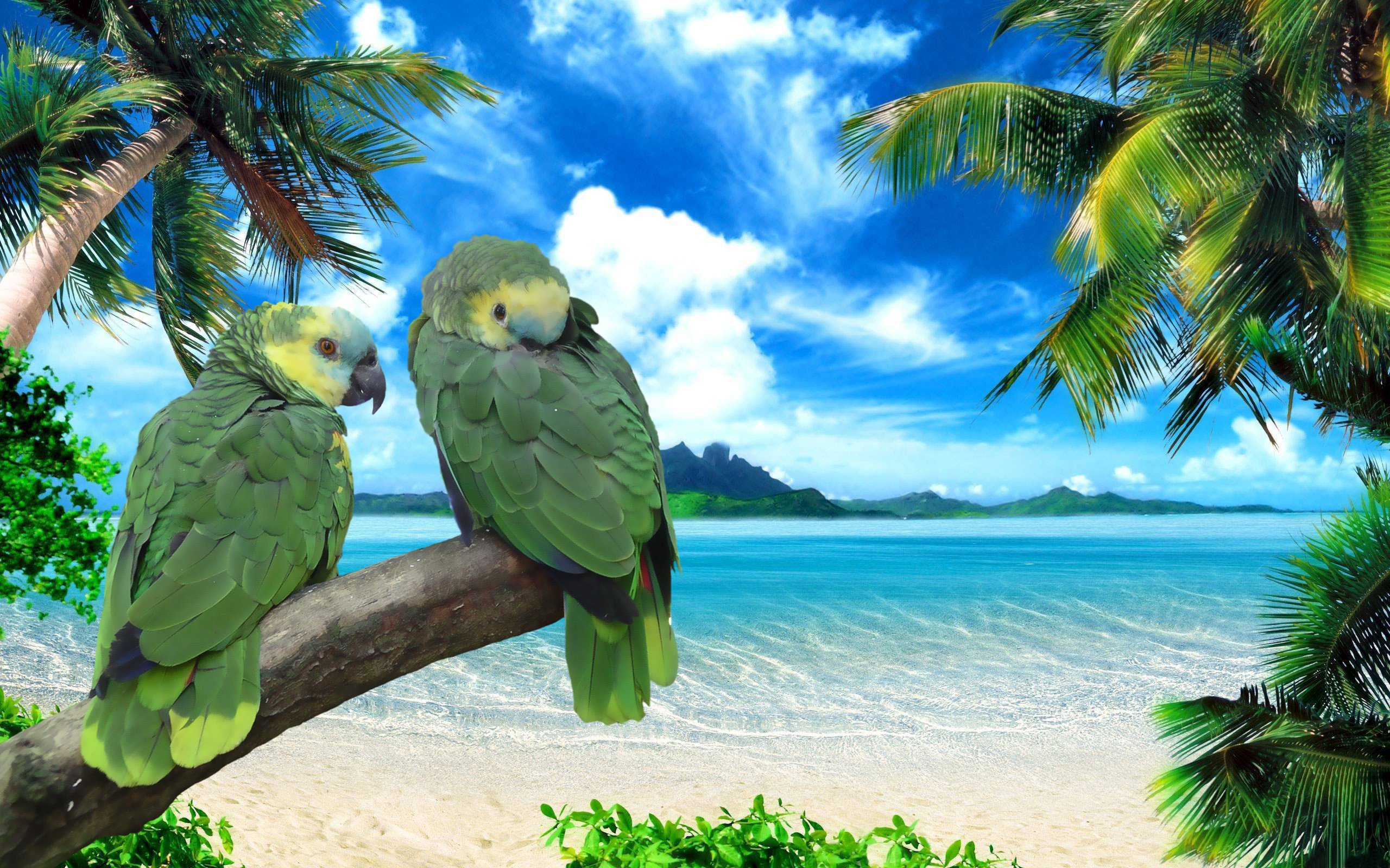 237114 descargar fondo de pantalla animales, loro, loro amazónico, ave, aves: protectores de pantalla e imágenes gratis