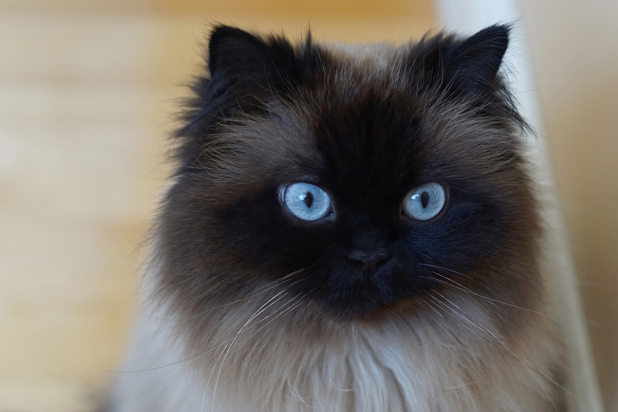無料モバイル壁紙動物, ネコ, 猫, 青い目, ヒマラヤンキャットをダウンロードします。