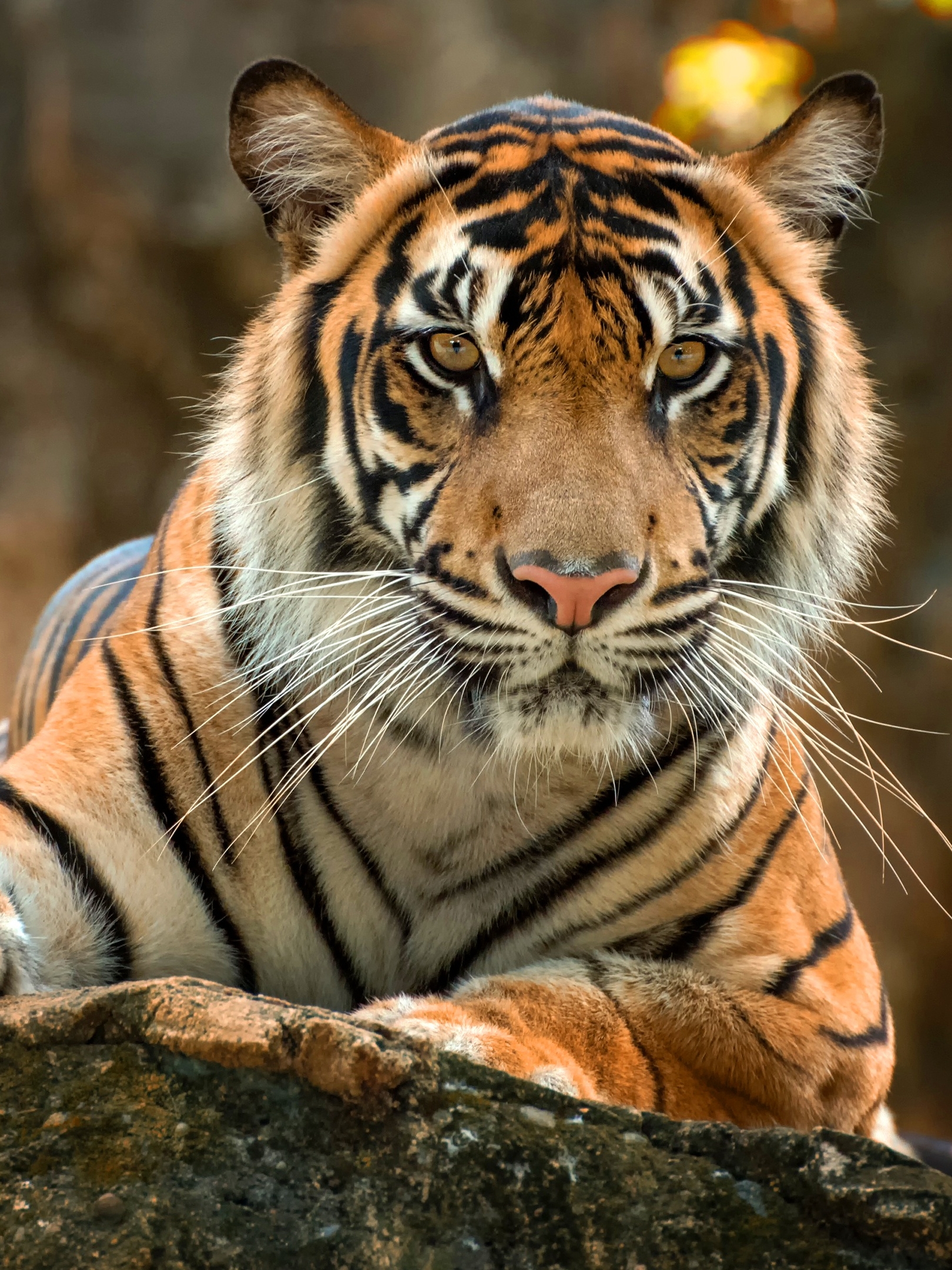 Download mobile wallpaper Cats, Tiger, Animal for free.