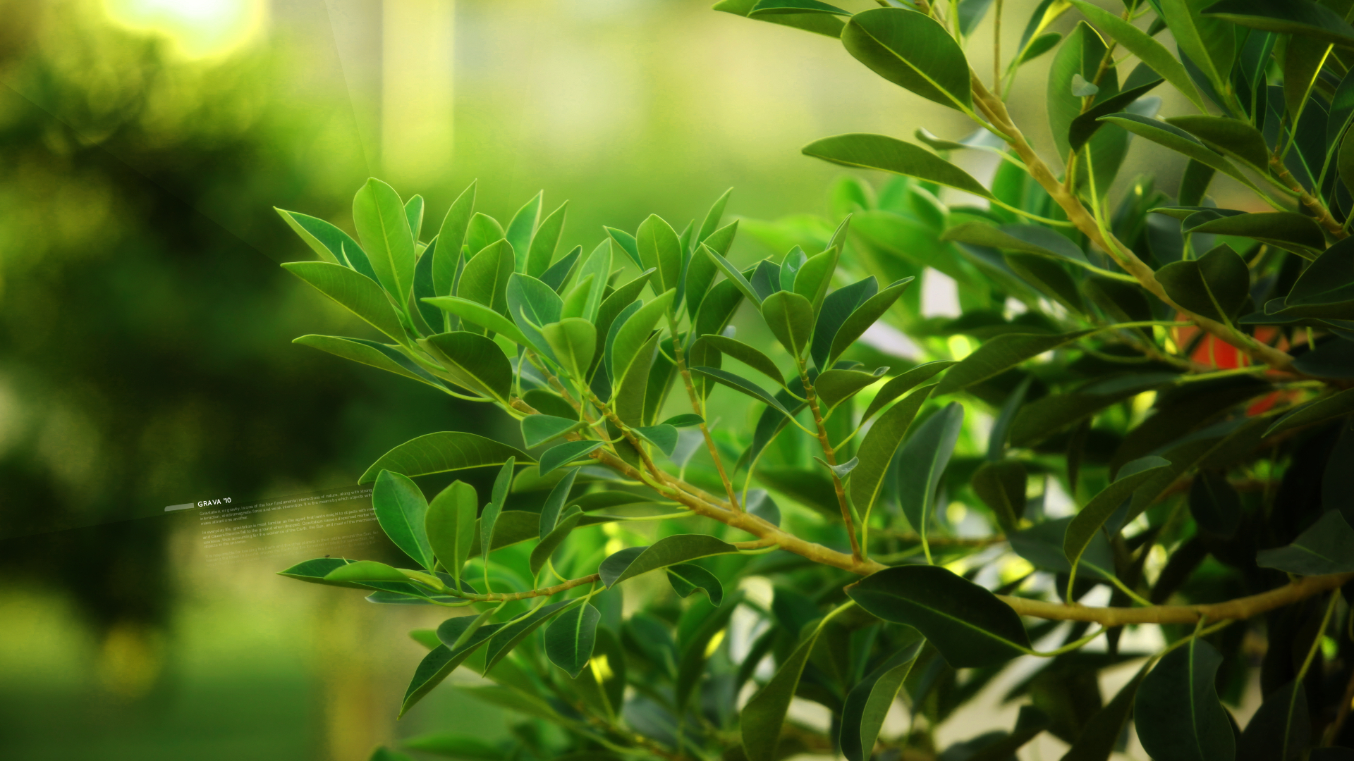 Laden Sie das Nahansicht, Erde/natur-Bild kostenlos auf Ihren PC-Desktop herunter