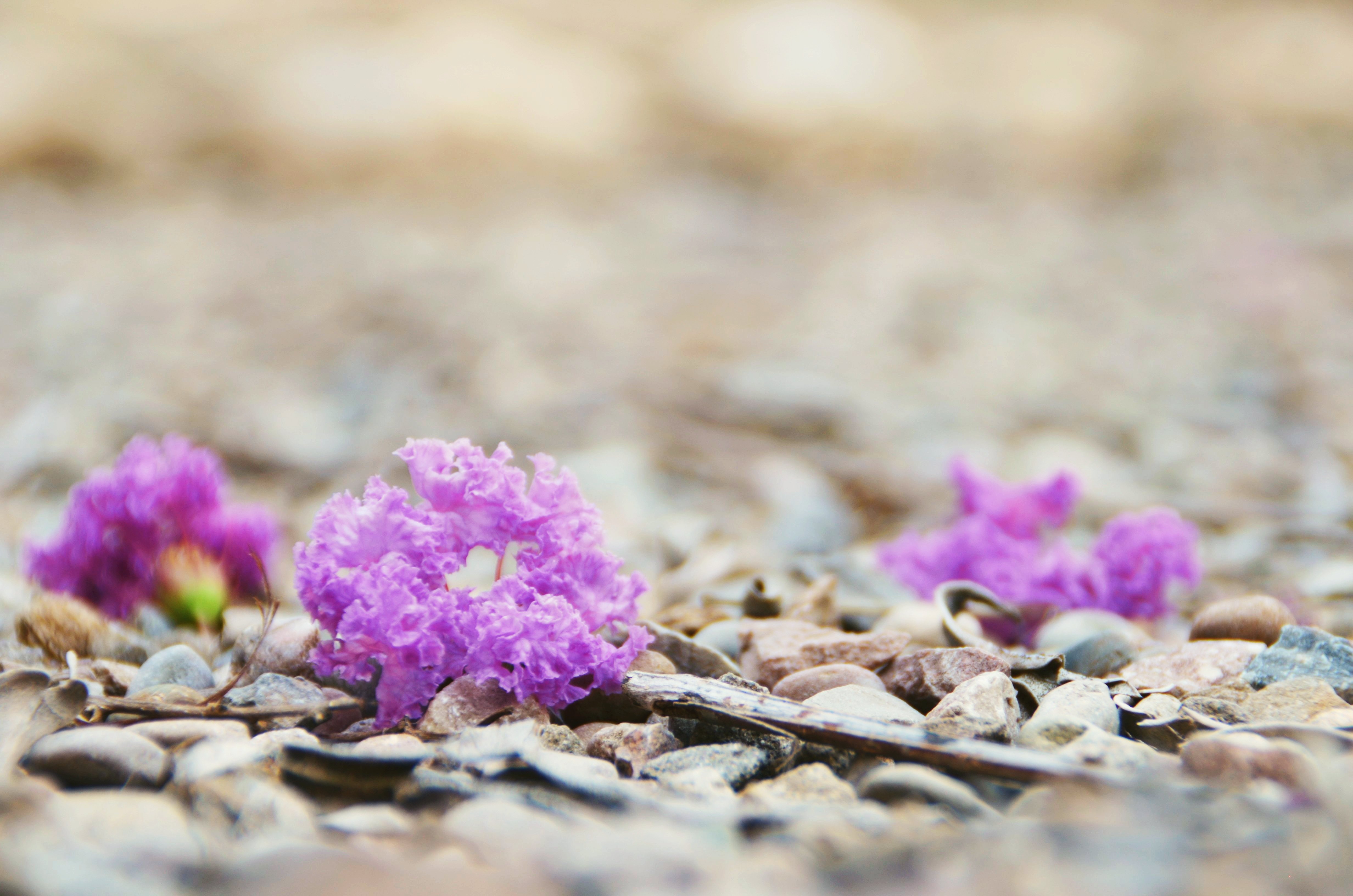 Téléchargez gratuitement l'image Fleurs, Fleur, Terre/nature sur le bureau de votre PC