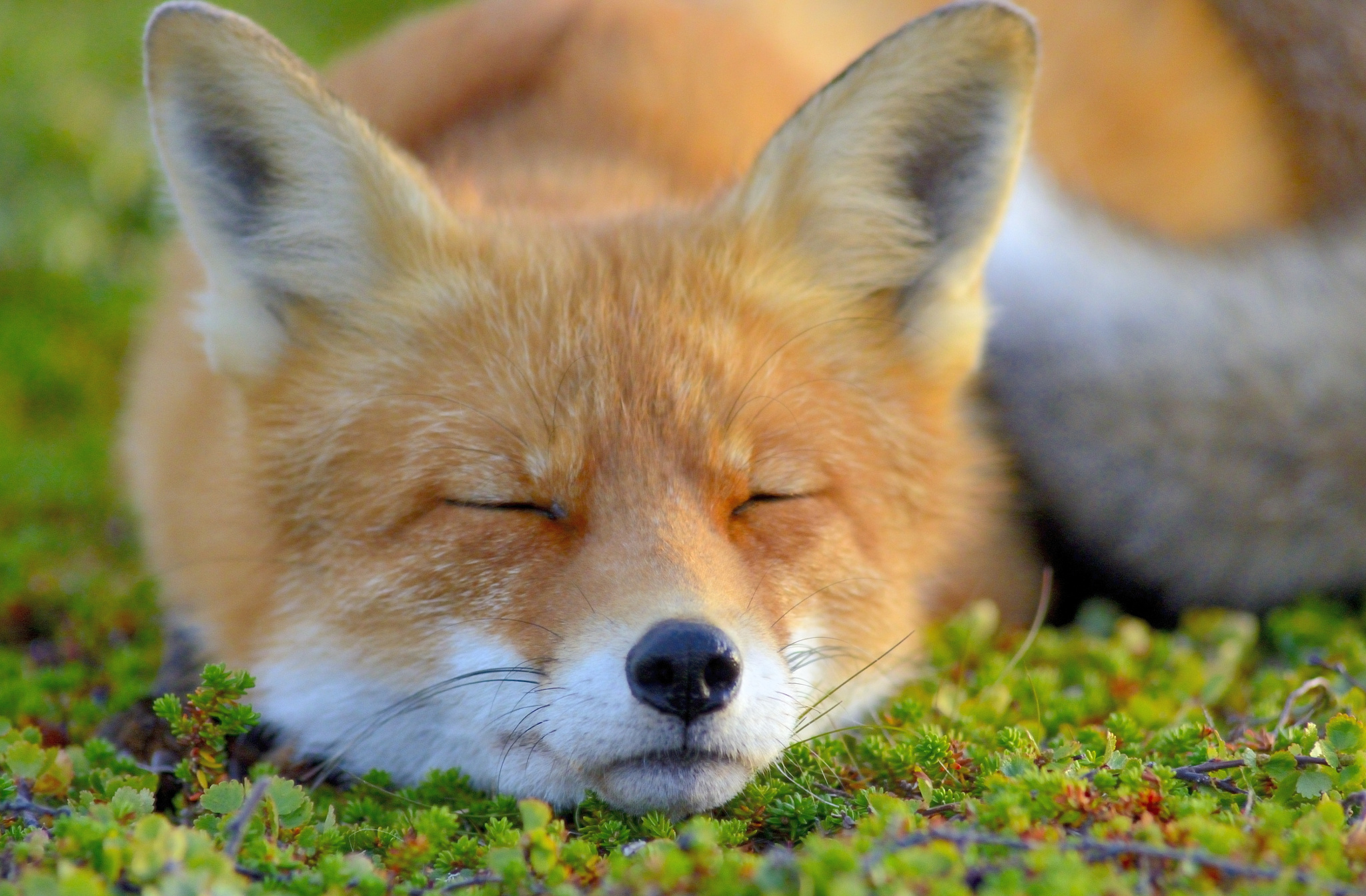 Download mobile wallpaper Fox, Close Up, Animal, Sleeping for free.