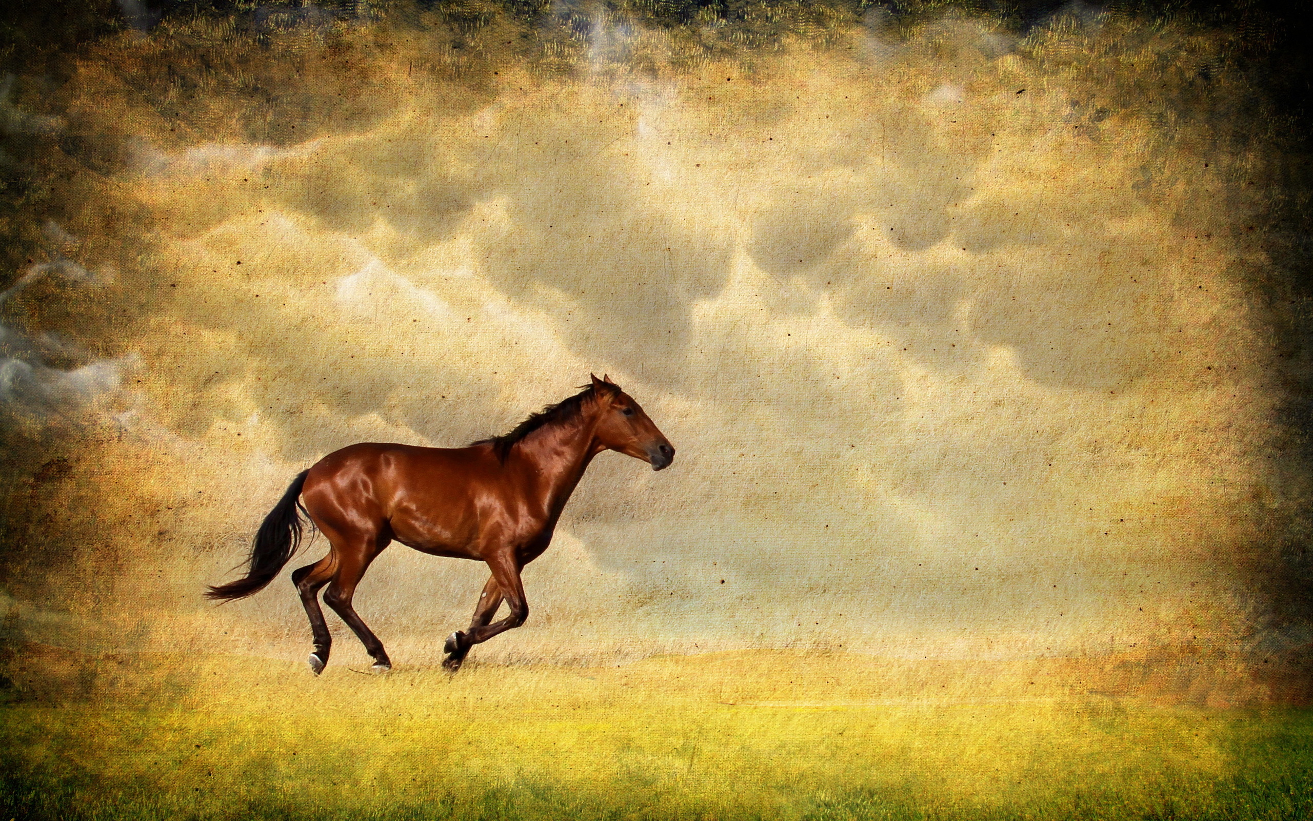 Free download wallpaper Animal, Horse on your PC desktop