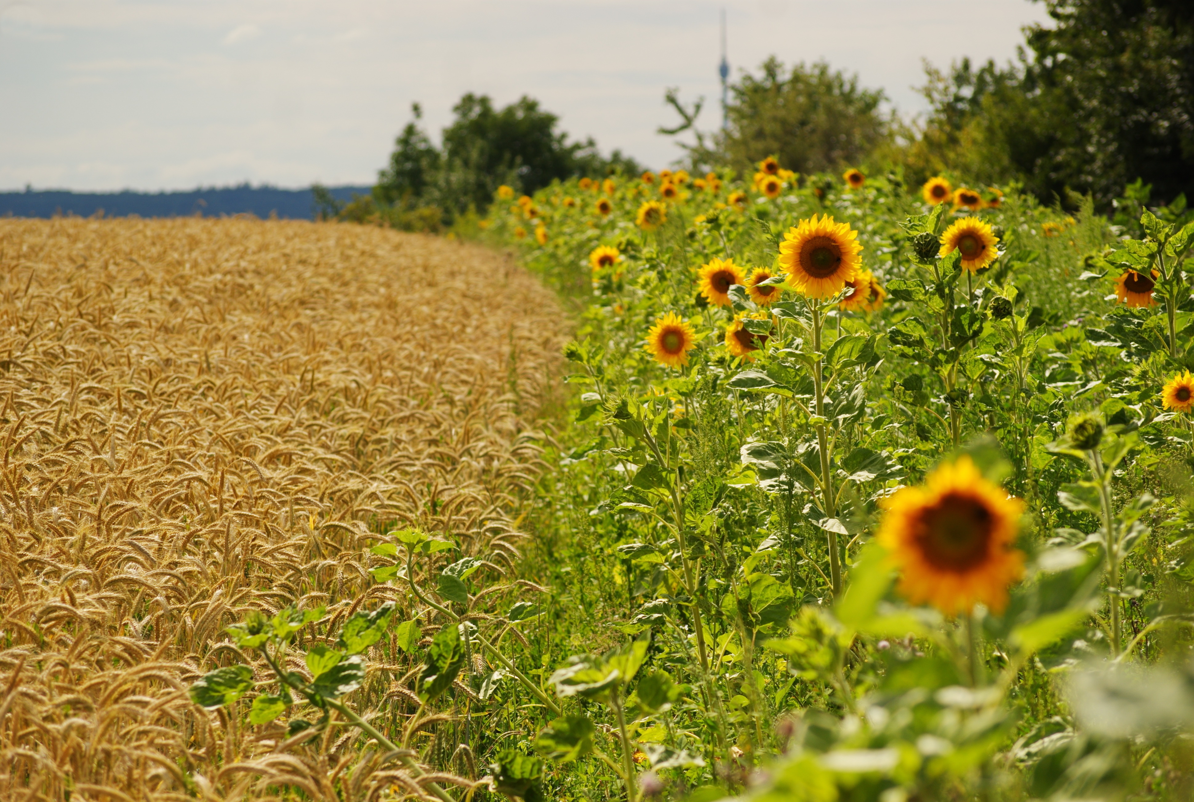 fields, nature, sunflowers, summer, ears, spikes, border