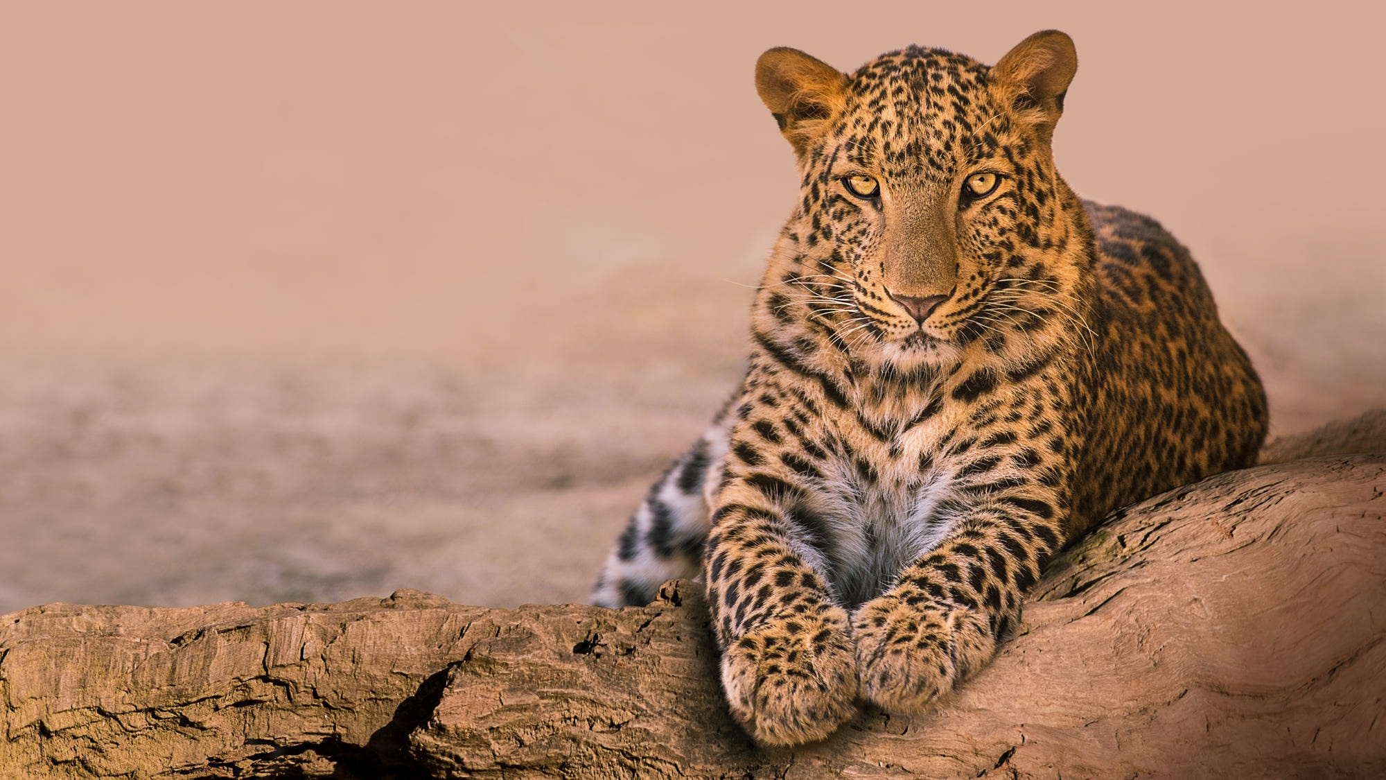 Download mobile wallpaper Cats, Leopard, Animal for free.