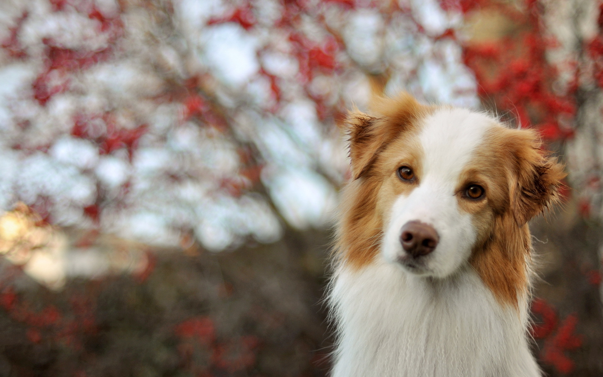 Descarga gratis la imagen Animales, Perros, Perro en el escritorio de tu PC