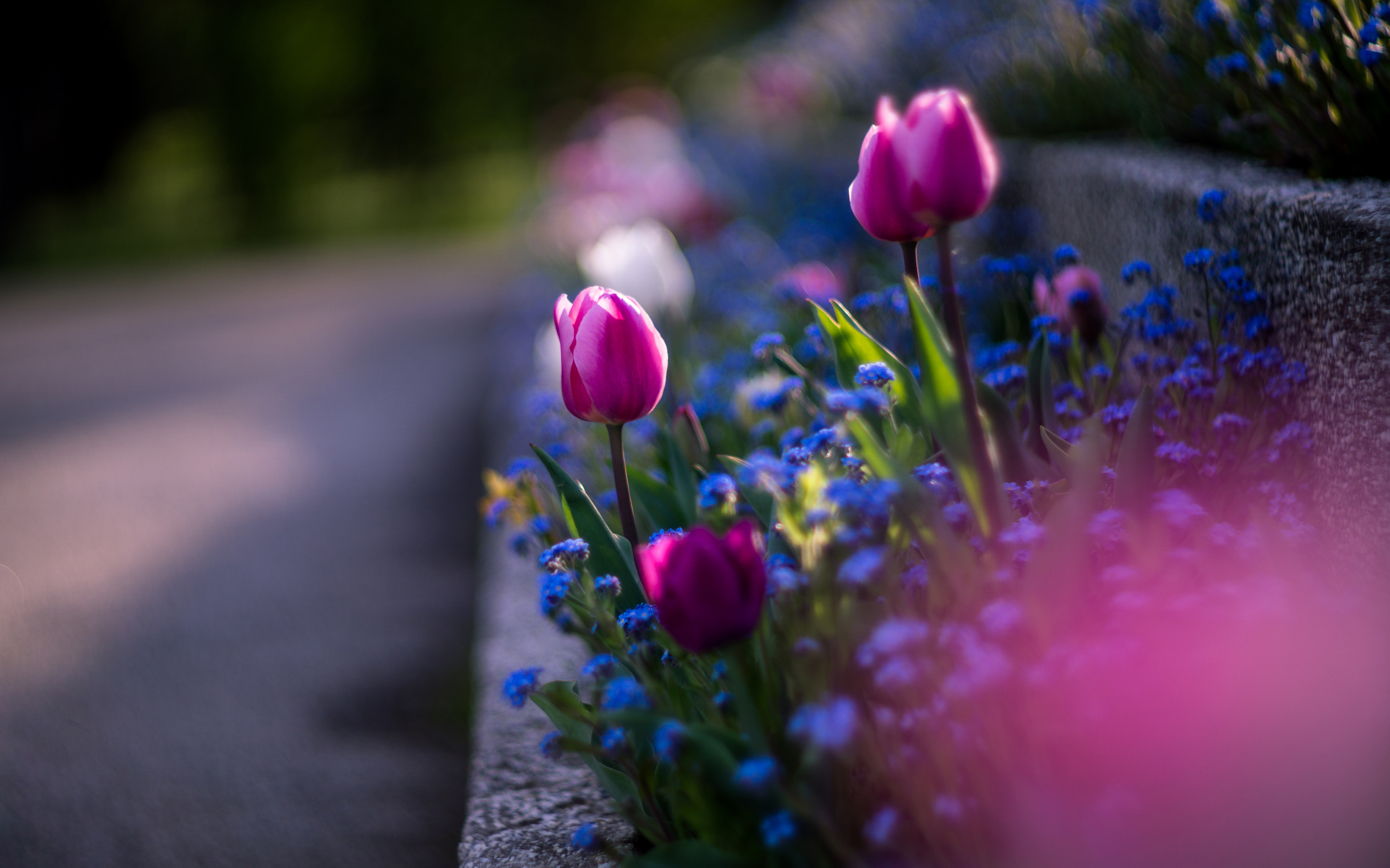 Download mobile wallpaper Flowers, Flower, Earth, Tulip, Forget Me Not for free.