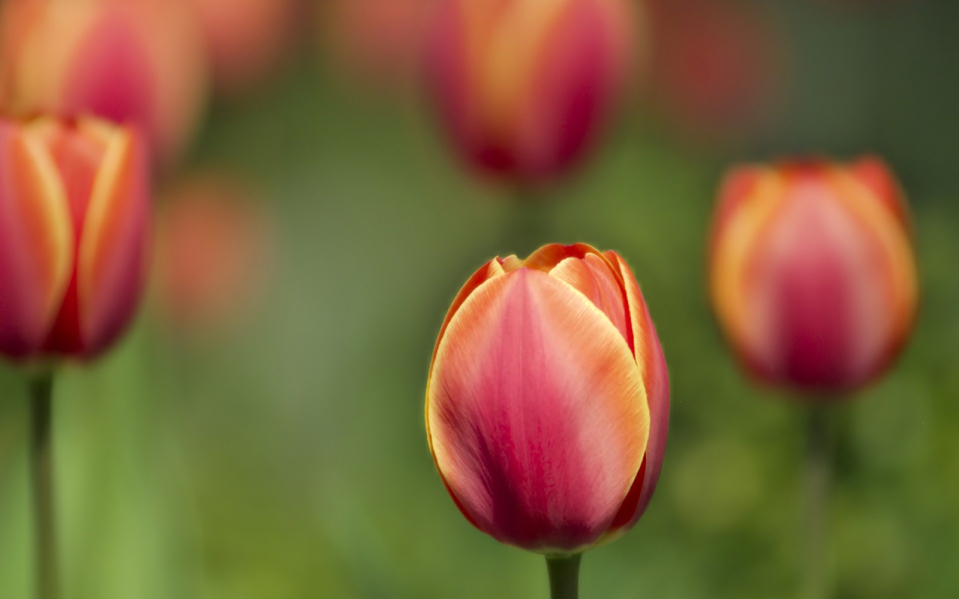 Free download wallpaper Flowers, Earth, Tulip on your PC desktop