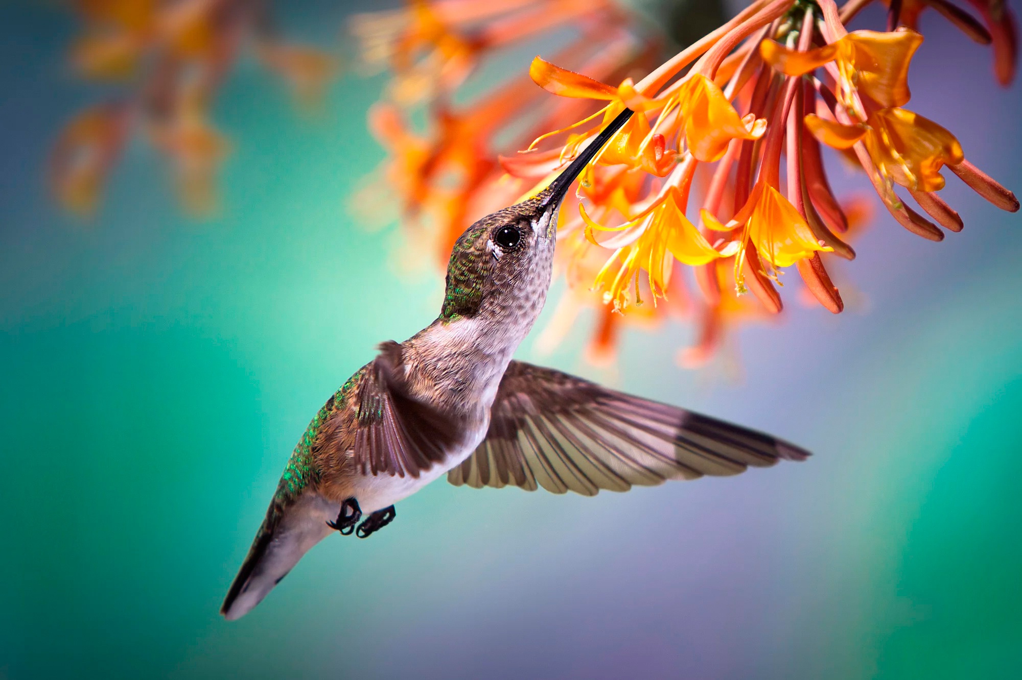 Download mobile wallpaper Birds, Macro, Bird, Animal, Hummingbird, Orange Flower for free.
