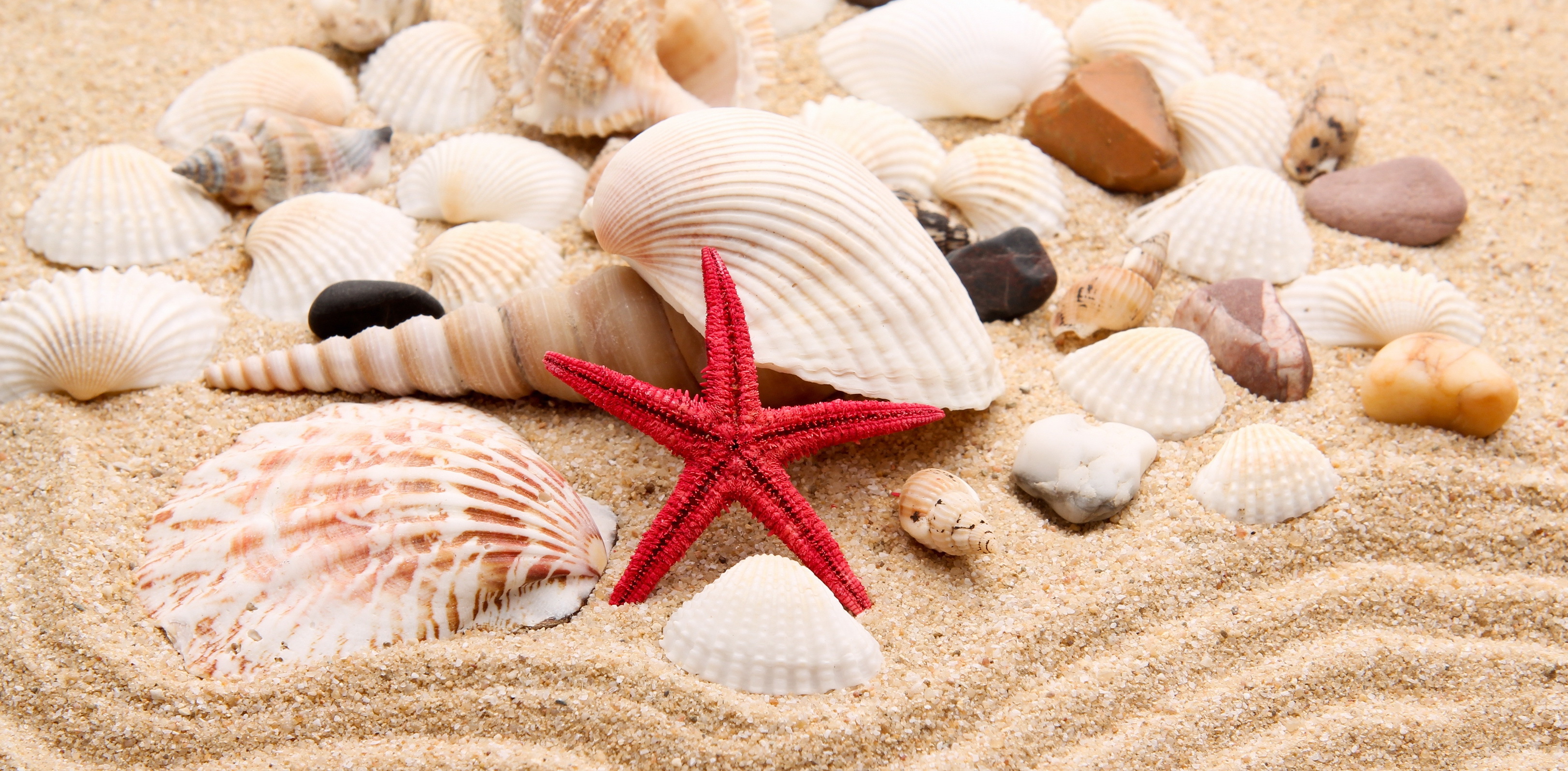 Download mobile wallpaper Sand, Starfish, Earth, Stone, Shell for free.