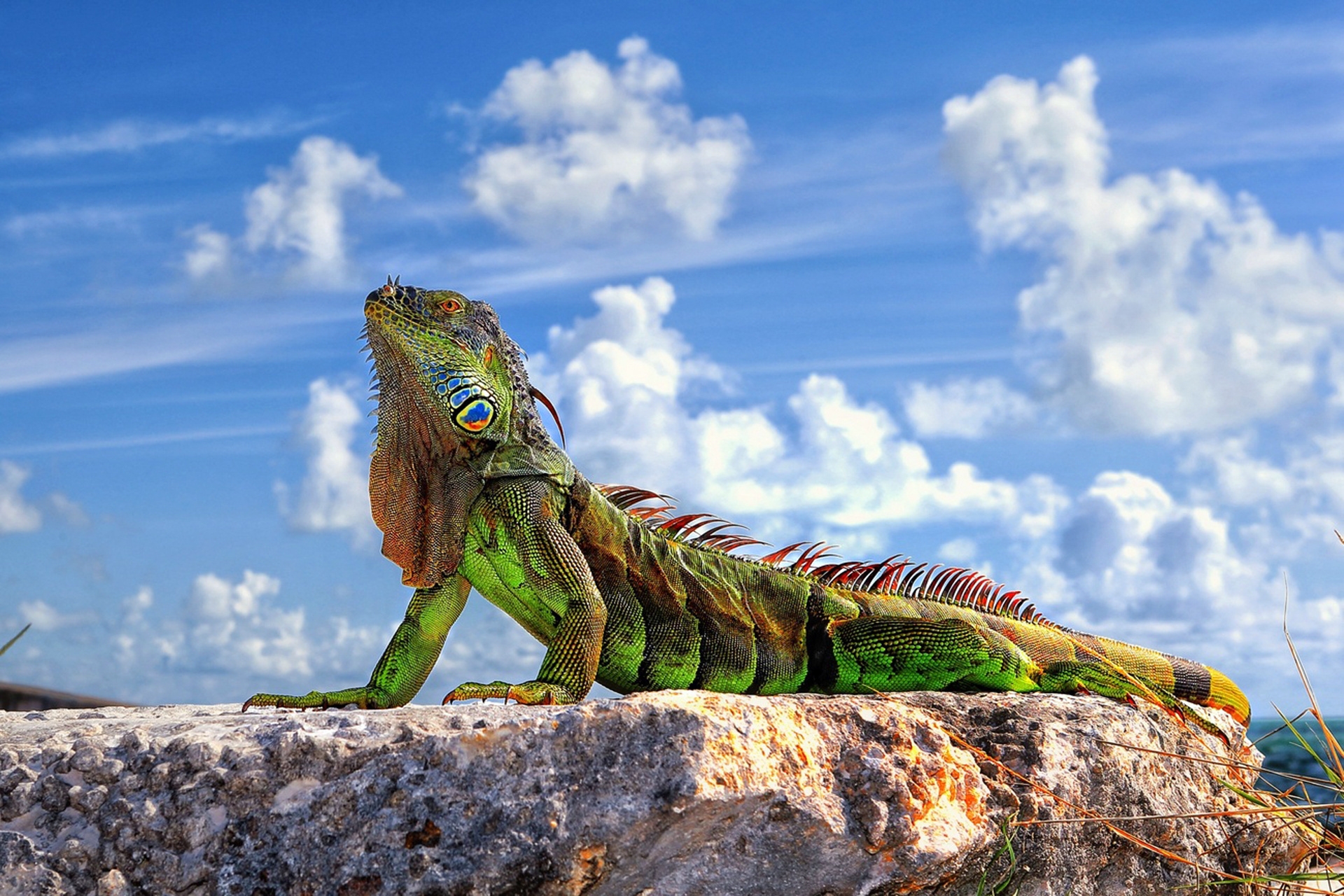 iguana, animals, sky, clouds, rock, stone, lizard