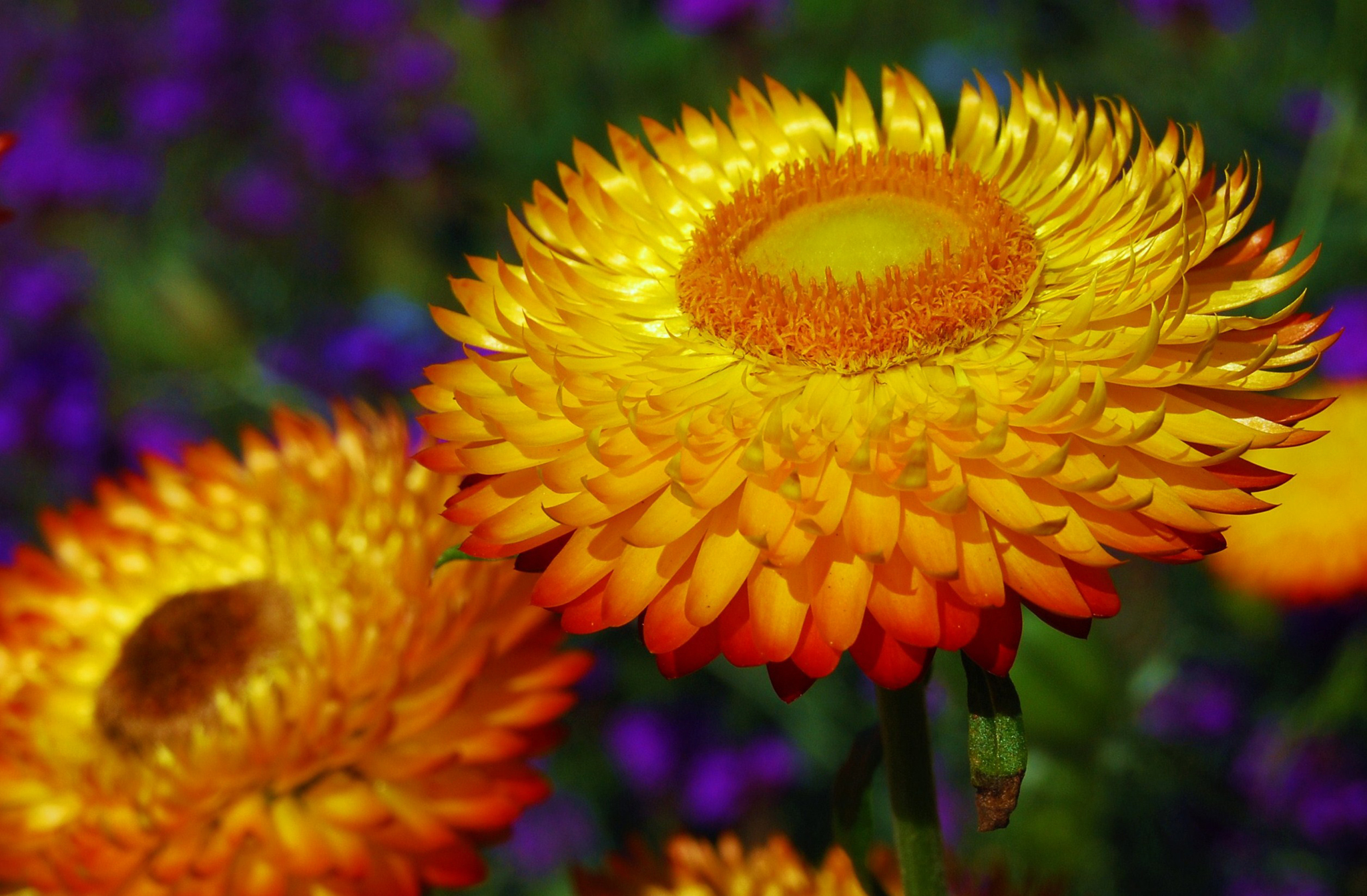 Download mobile wallpaper Nature, Flowers, Flower, Close Up, Earth, Daisy, Yellow Flower for free.