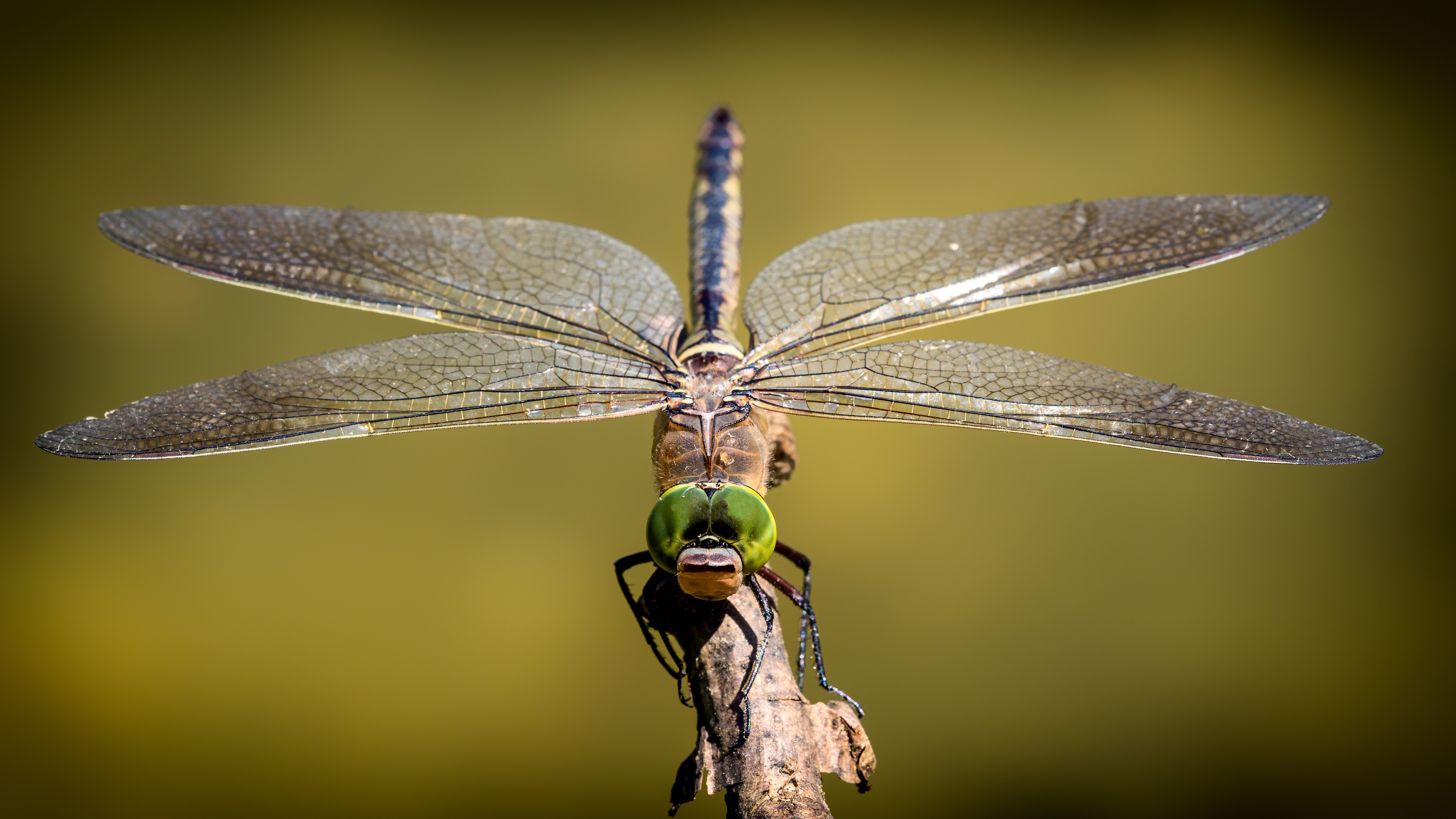 Download mobile wallpaper Insects, Close Up, Insect, Animal, Dragonfly for free.