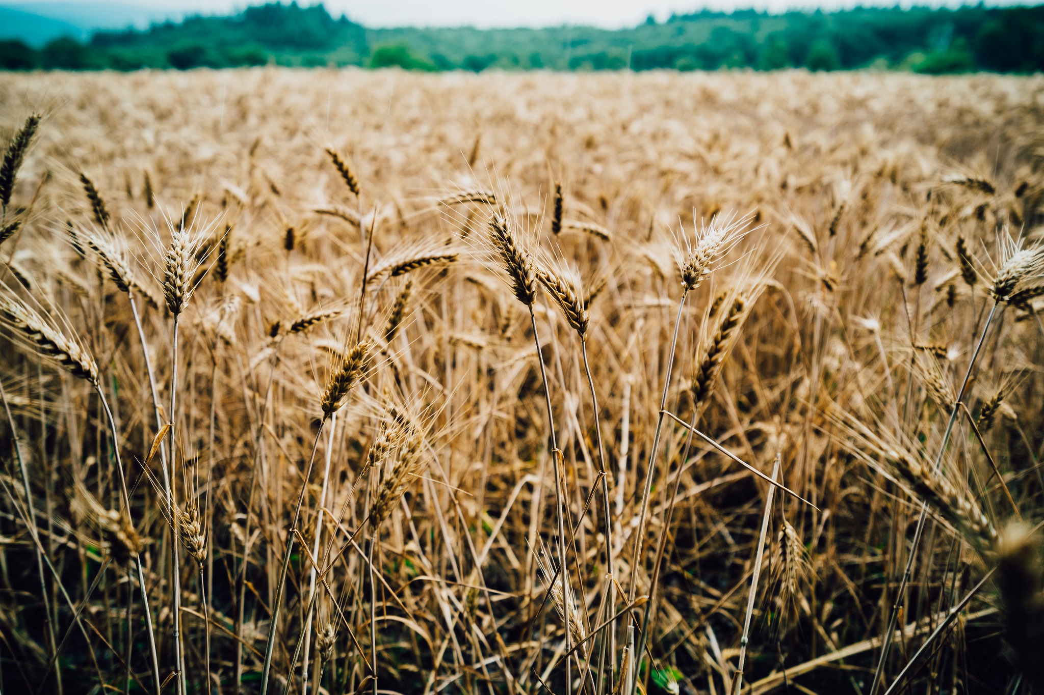 Download mobile wallpaper Nature, Summer, Wheat, Earth, Field for free.