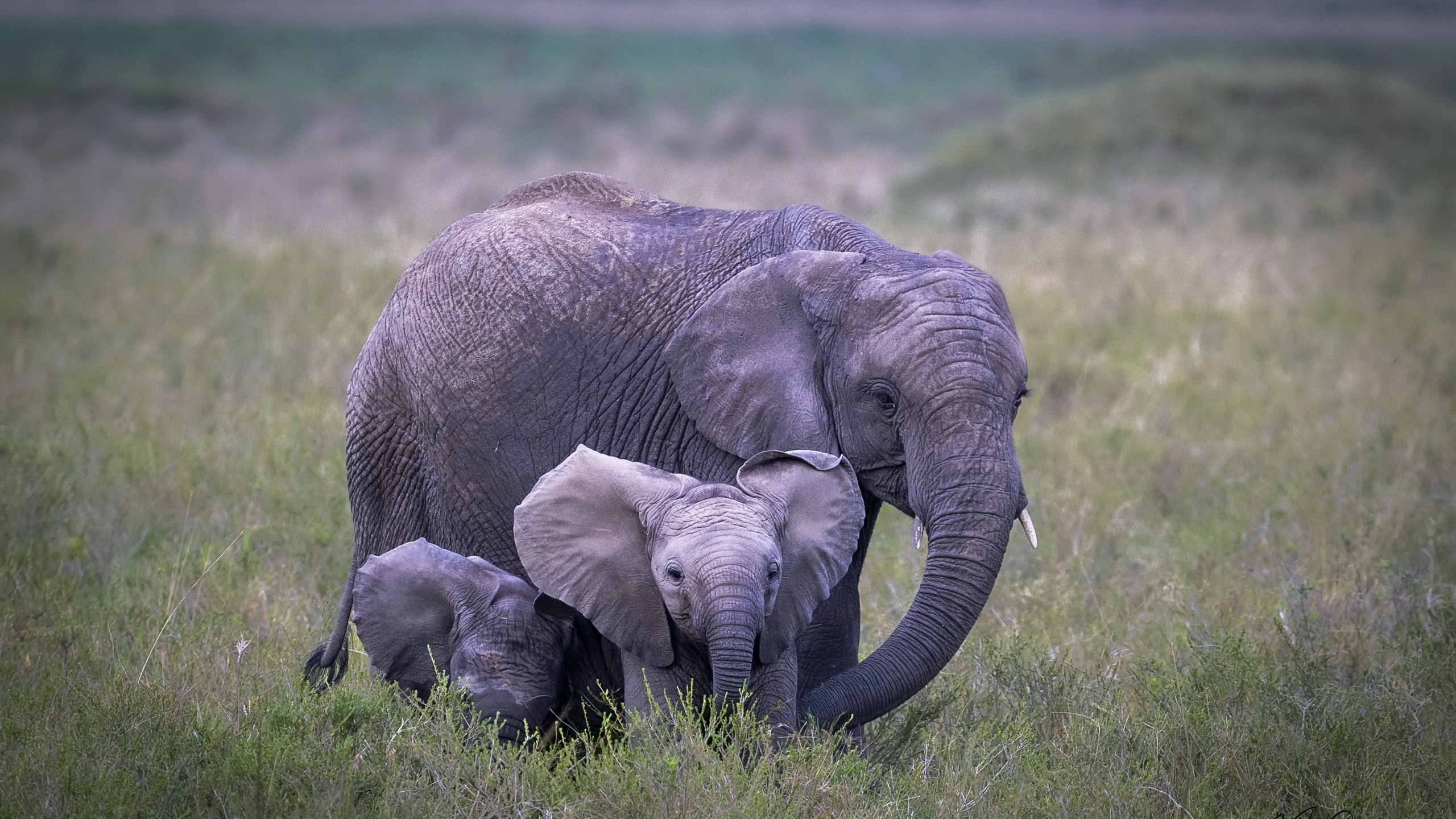 Download mobile wallpaper Elephants, Animal, Elephant, Baby Animal for free.