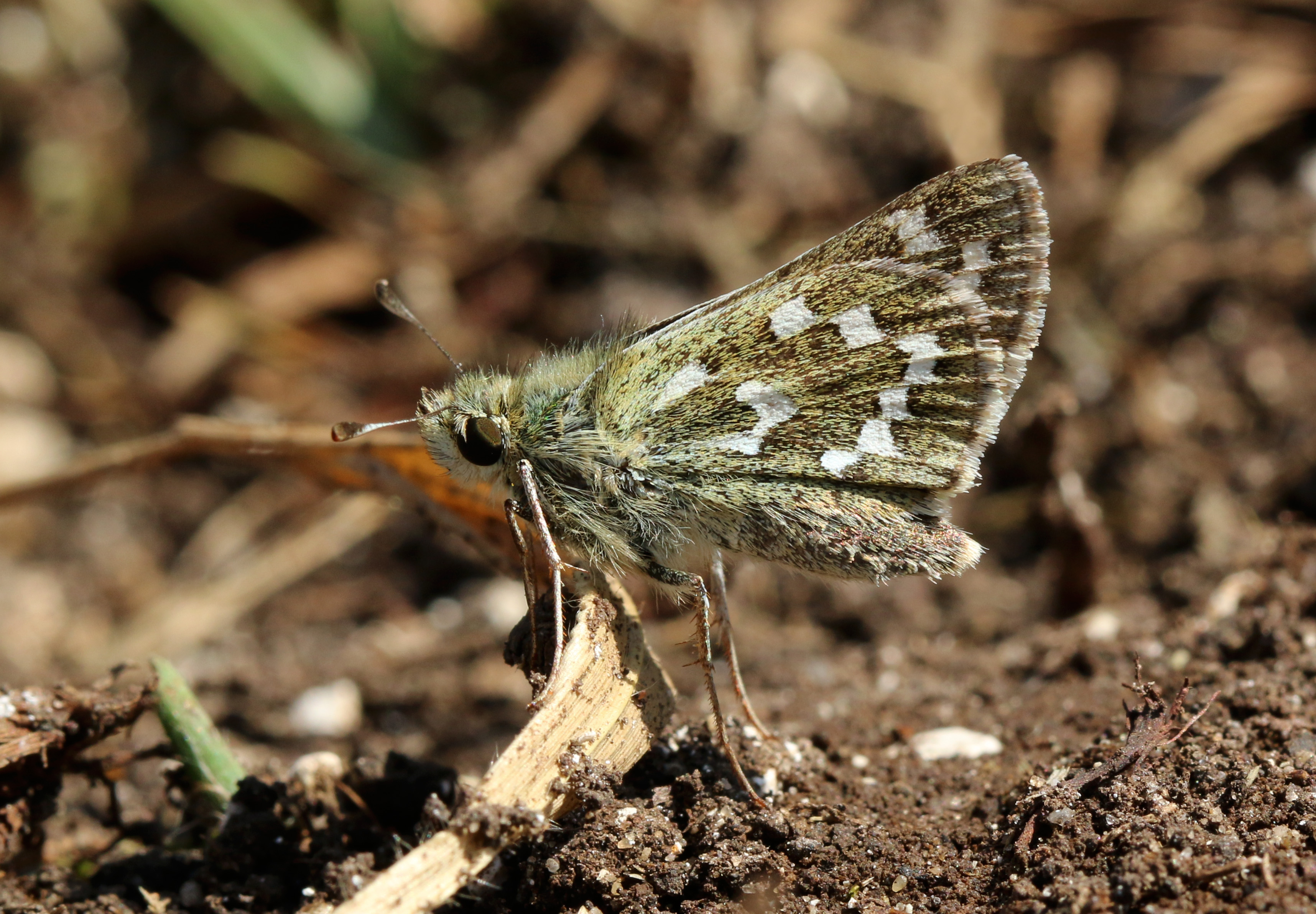 895693 Protetores de tela e papéis de parede Skipper Manchado De Prata em seu telefone. Baixe  fotos gratuitamente