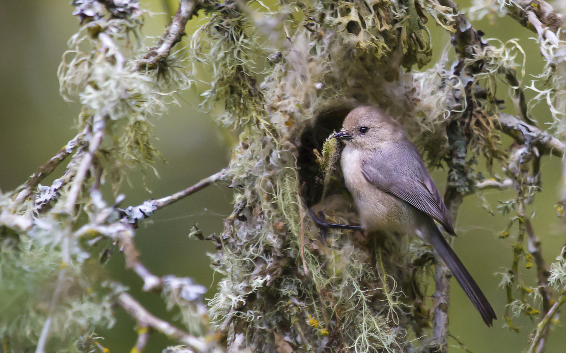 Laden Sie das Tiere, Vögel, Vogel-Bild kostenlos auf Ihren PC-Desktop herunter